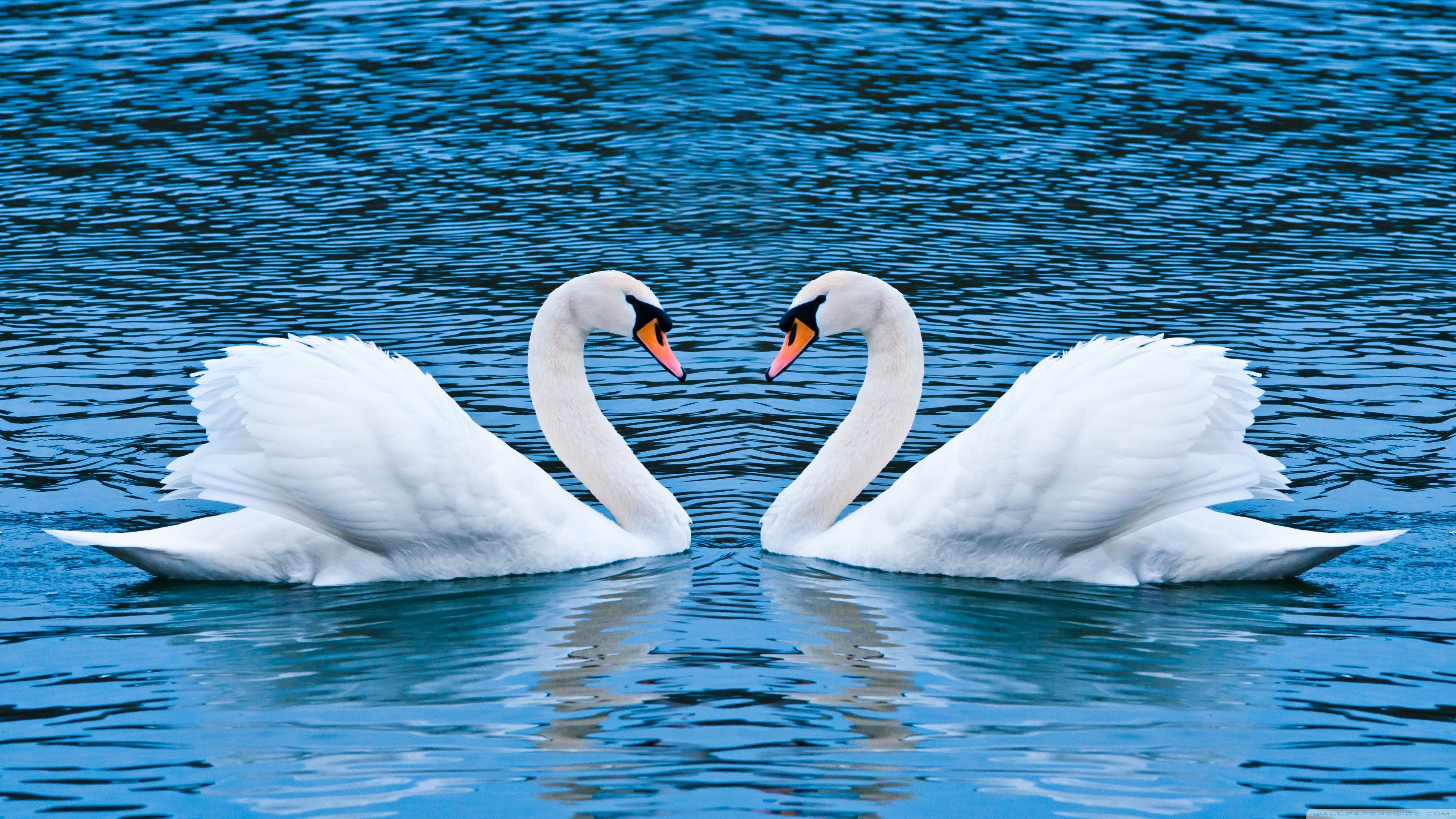 animal, birds, mute swan, swan
