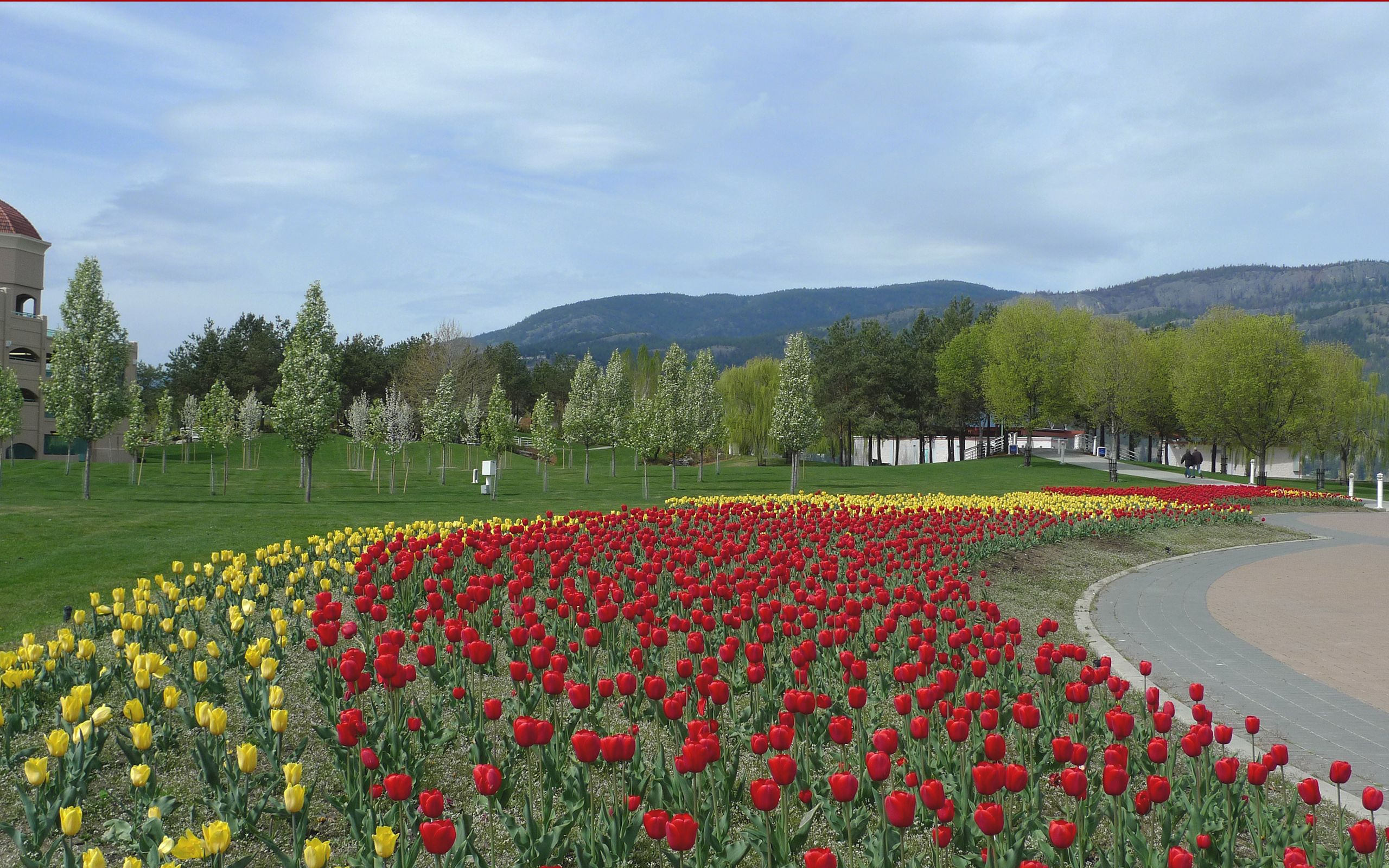 Laden Sie das Blumen, Natur, Blumenbeet, Tulpen-Bild kostenlos auf Ihren PC-Desktop herunter