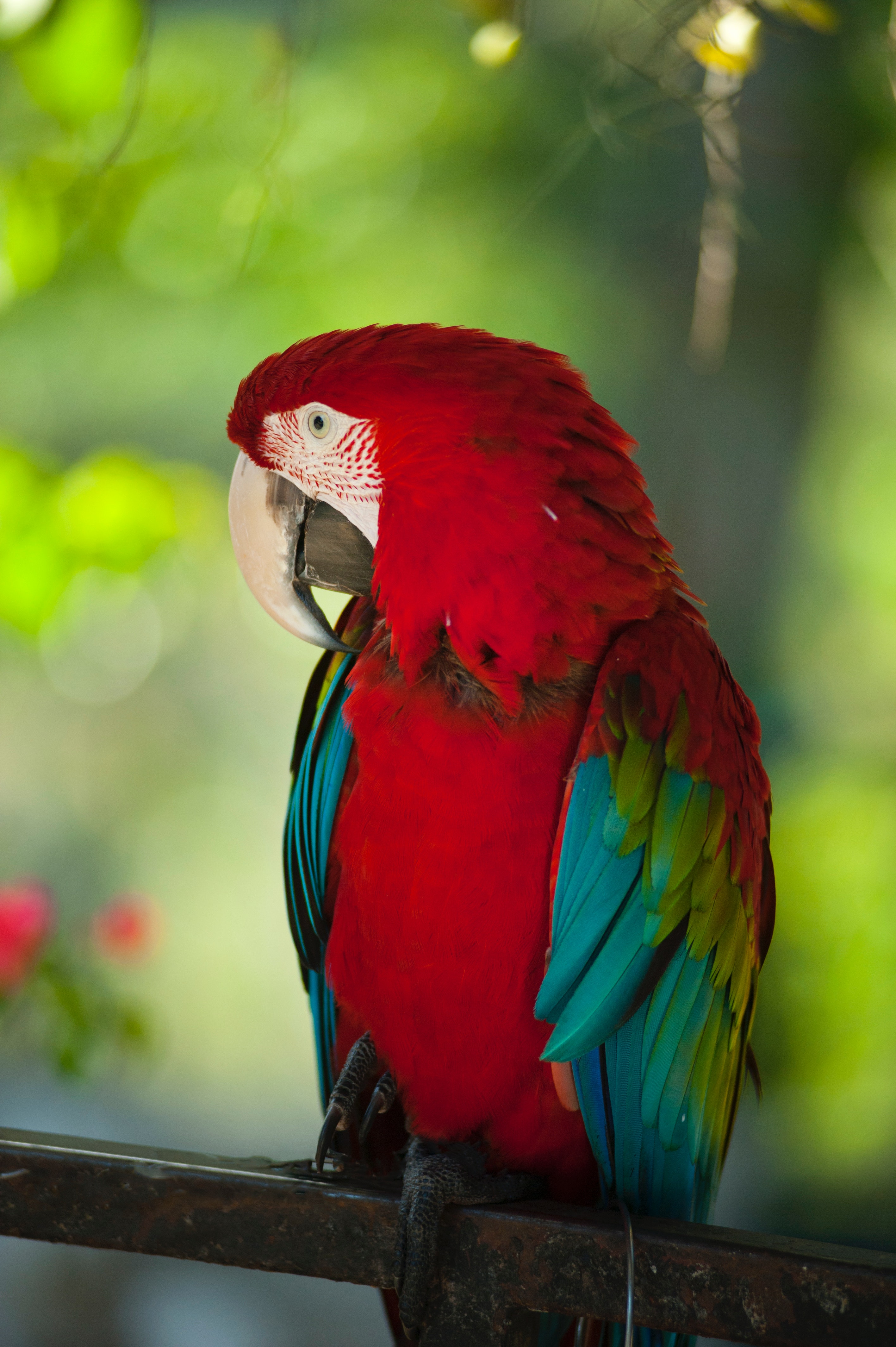68122 Hintergrundbild herunterladen papageien, tiere, rot, vogel, farbe, wilde natur, wildlife, ara - Bildschirmschoner und Bilder kostenlos