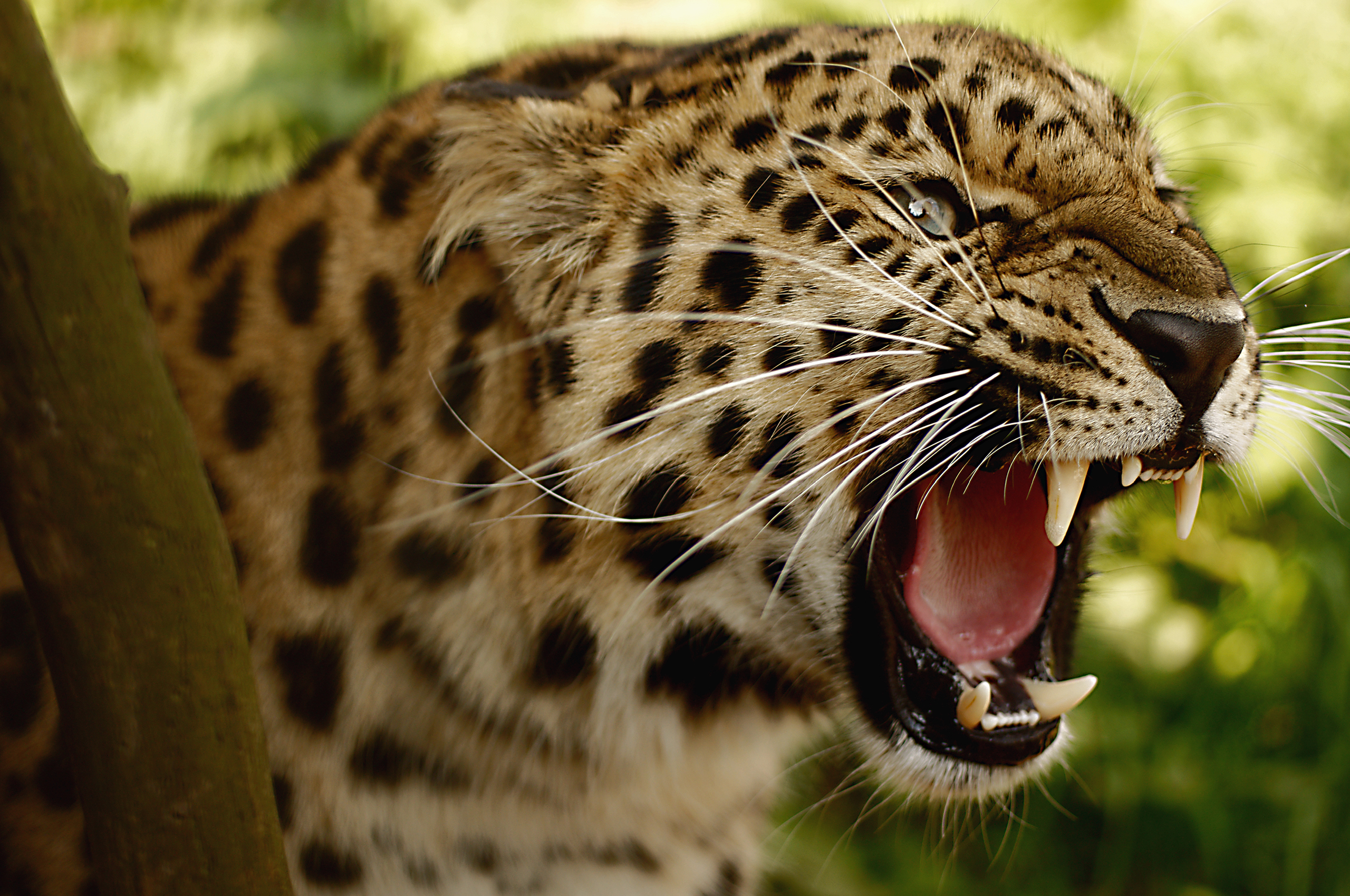 216954 Hintergrundbild herunterladen tiere, leopard, katzen - Bildschirmschoner und Bilder kostenlos