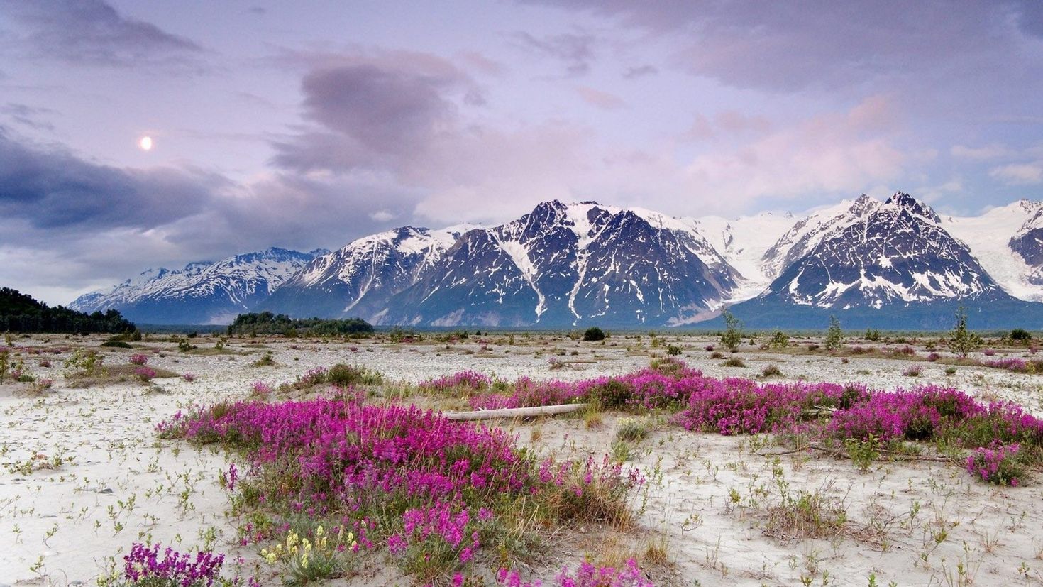 Цветок аляска. Аляска горы св. Ильи. Горная тундра Аляски. Вереск Хибины. Национальный парк Денали, штат Аляска.