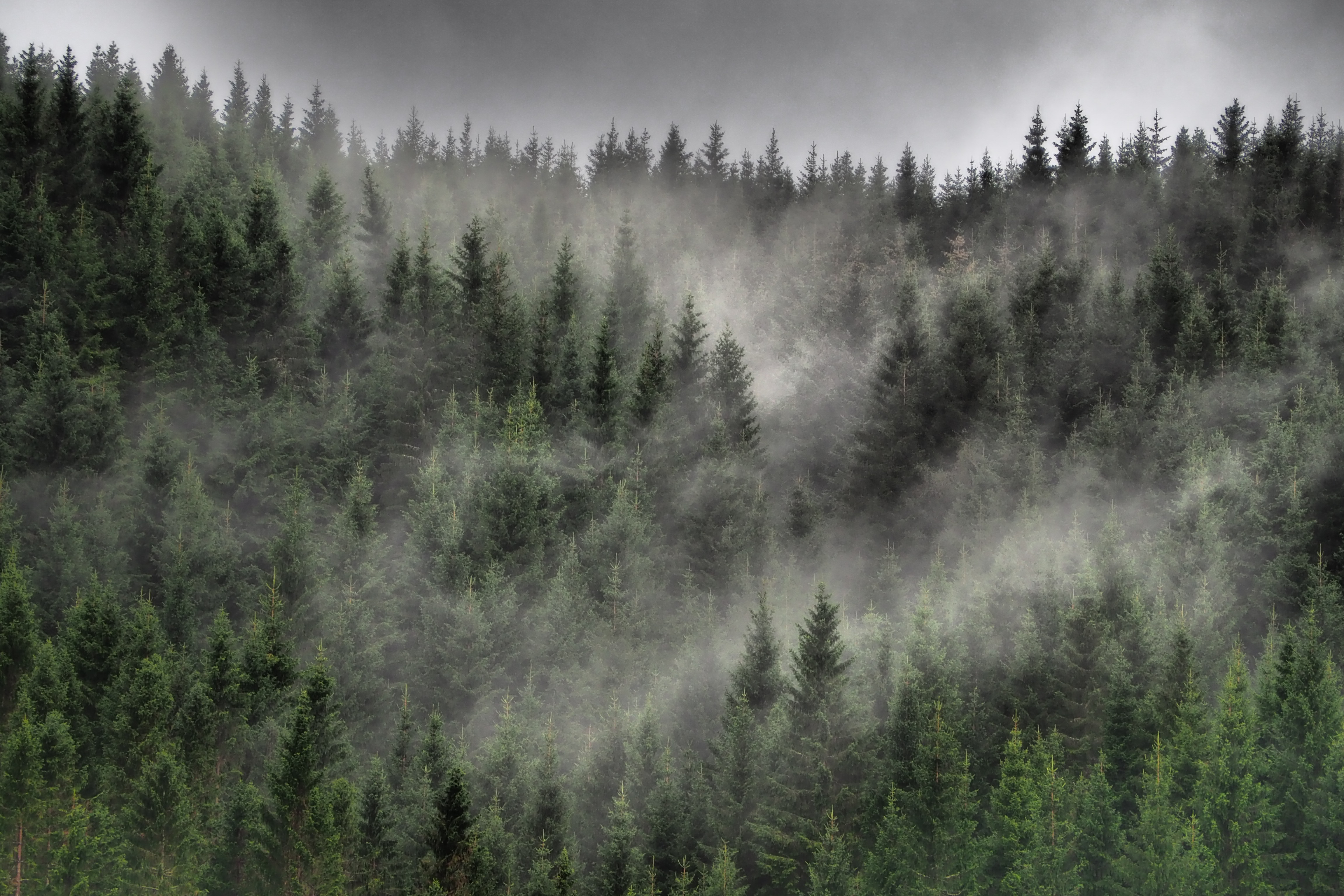 fog, coniferous, nature, trees, clouds, forest, ate
