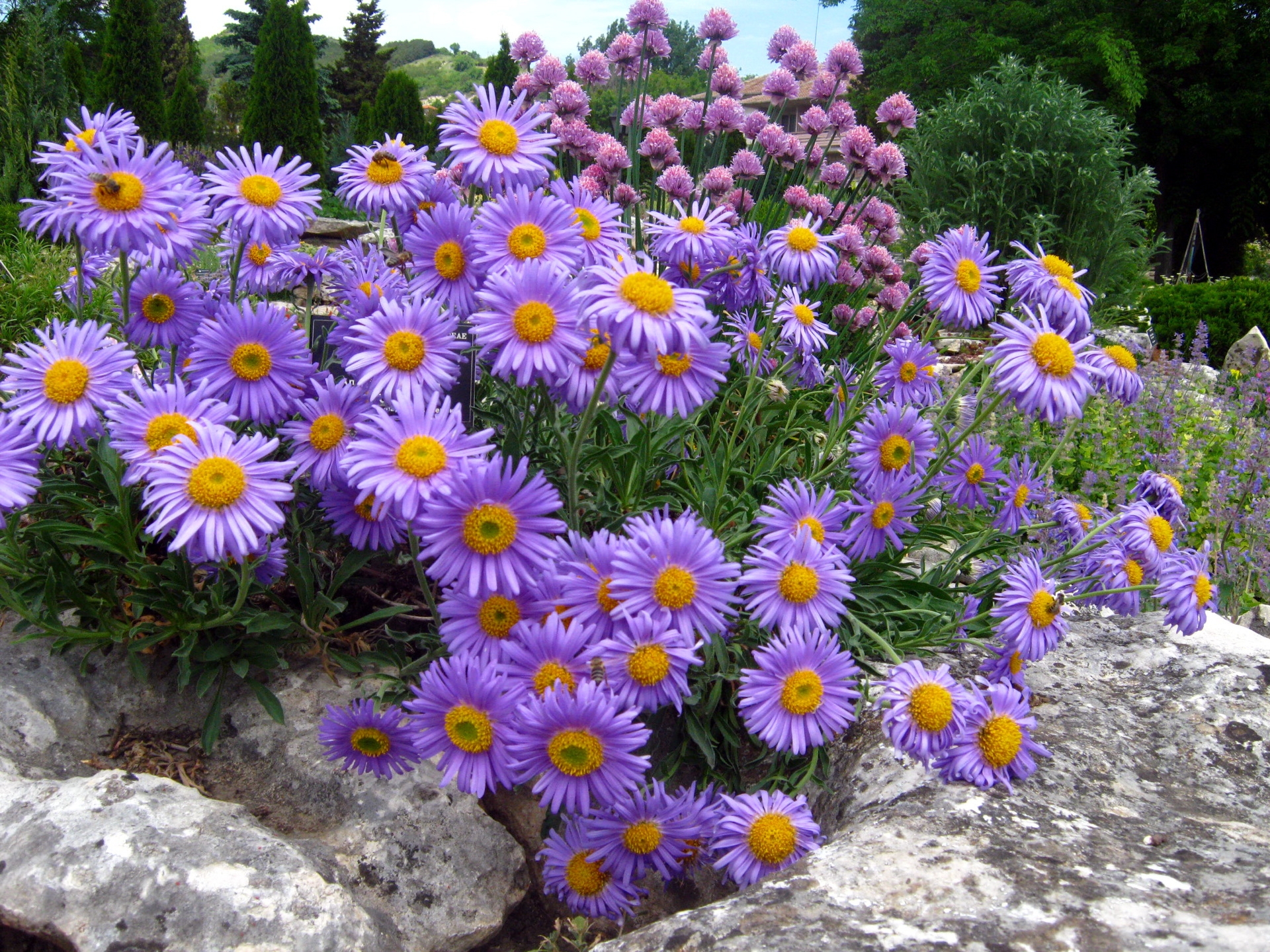asters, flowers, rock, park, relaxation, rest, stone