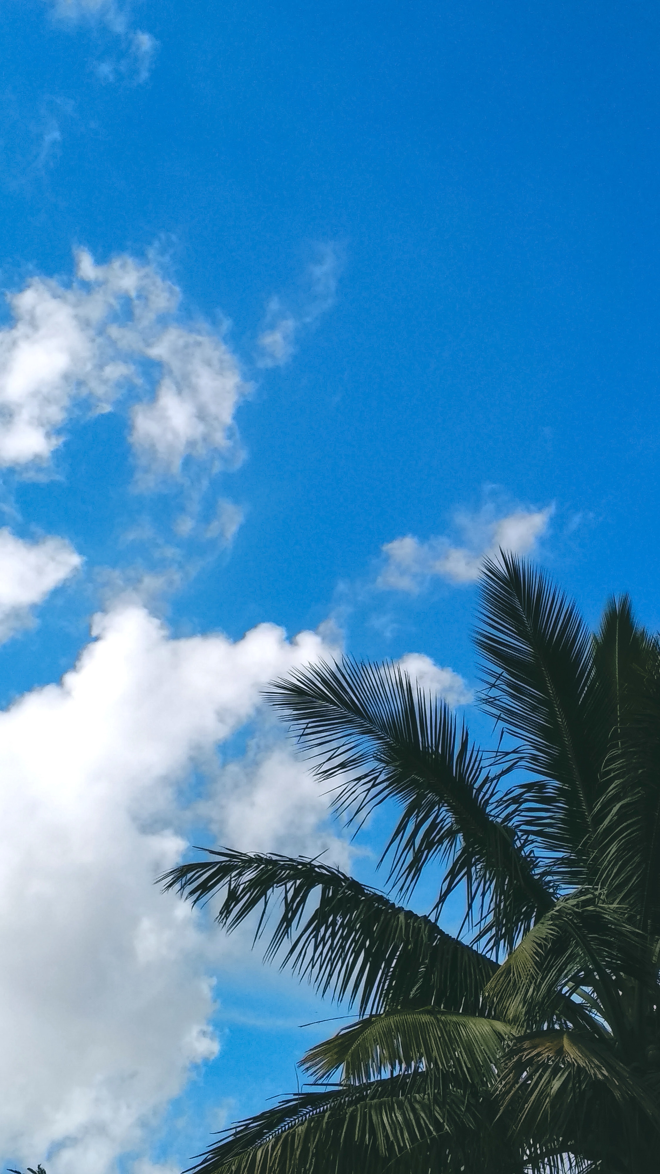 Download mobile wallpaper Branches, Sky, Clouds, Leaves, Palm, Nature for free.