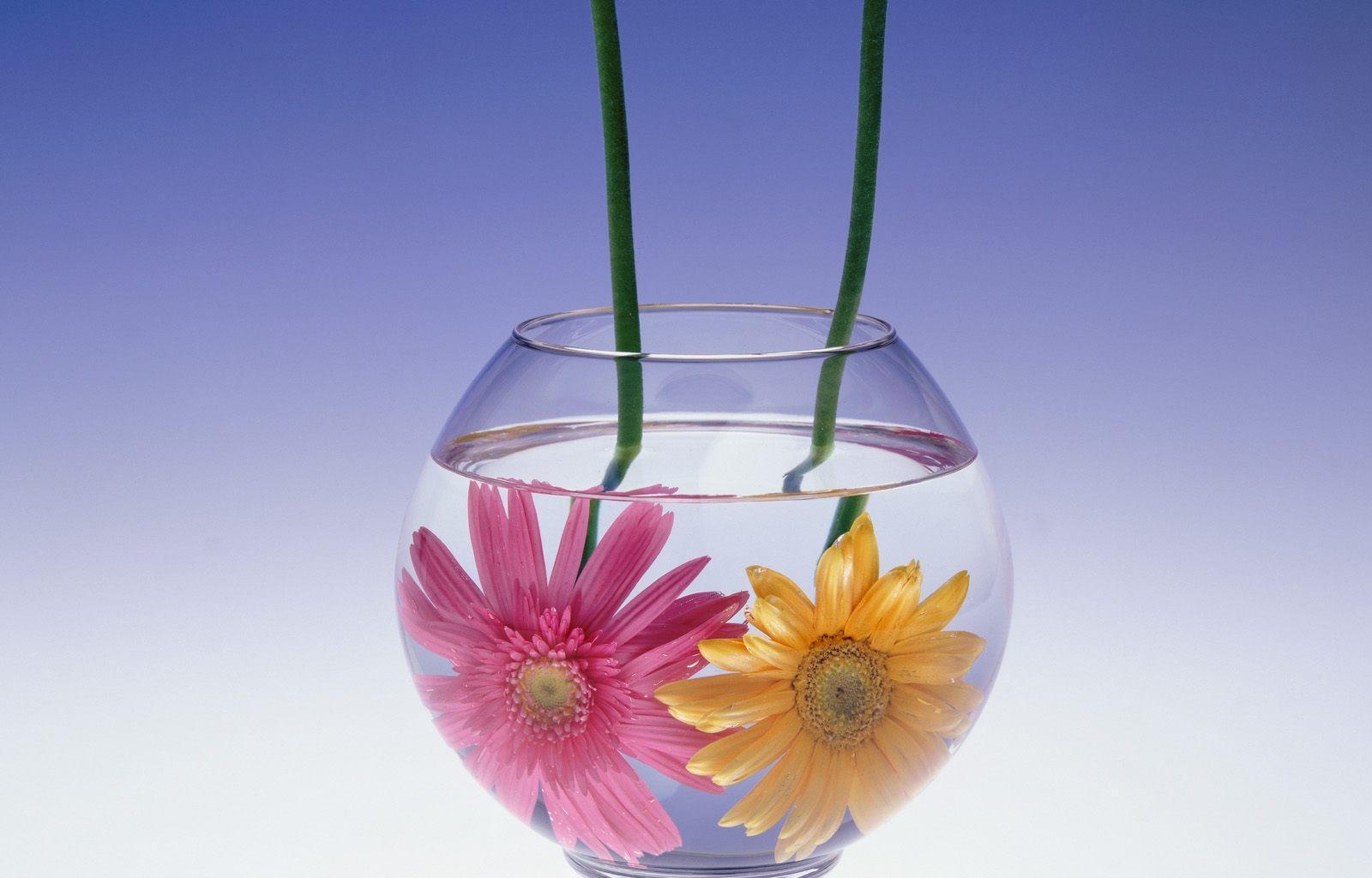 Download mobile wallpaper Flowers, Gerberas, Water, Pair, Aquarium, Couple for free.