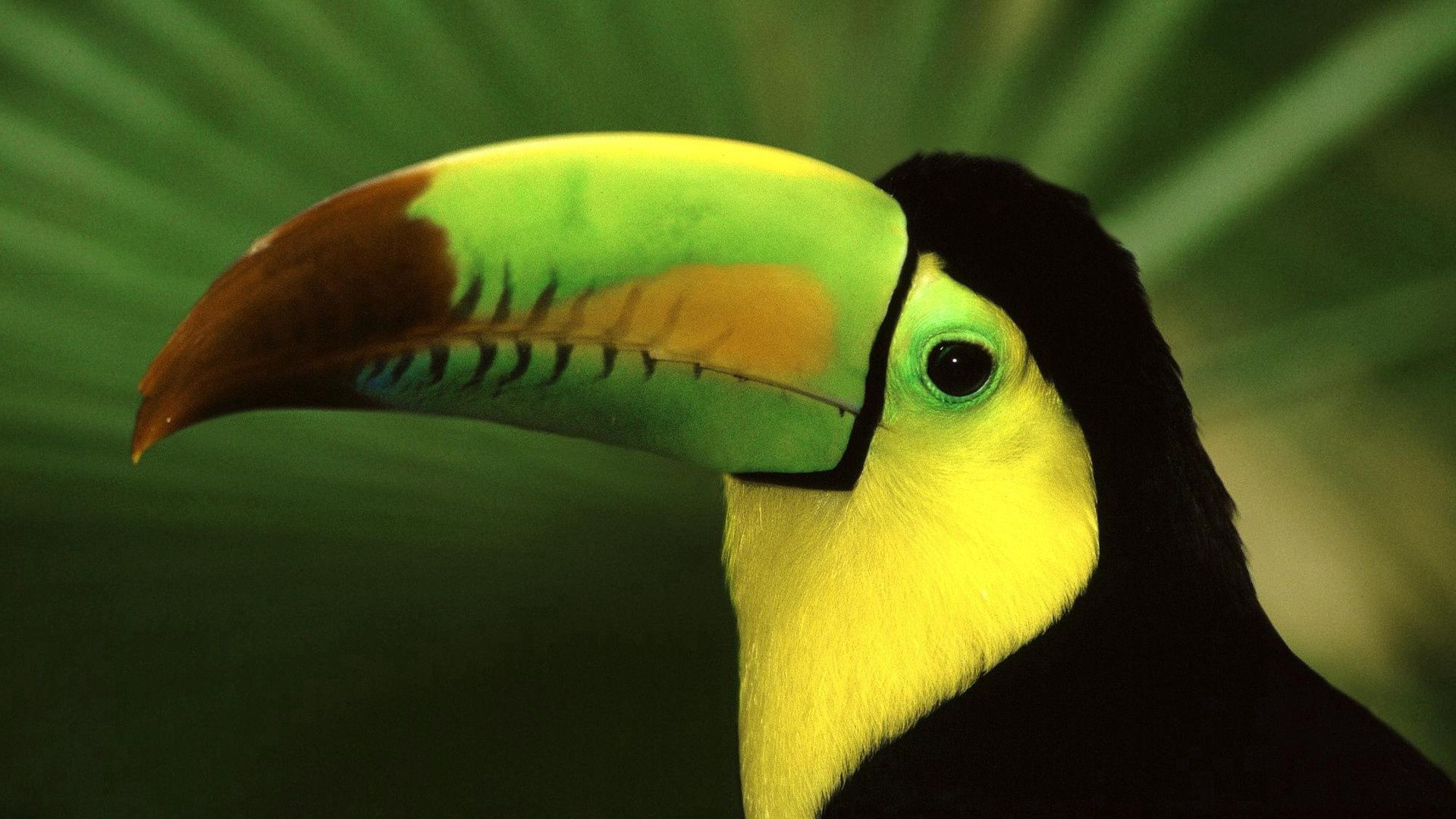 toucan, animals, bird, beak, color, exotic