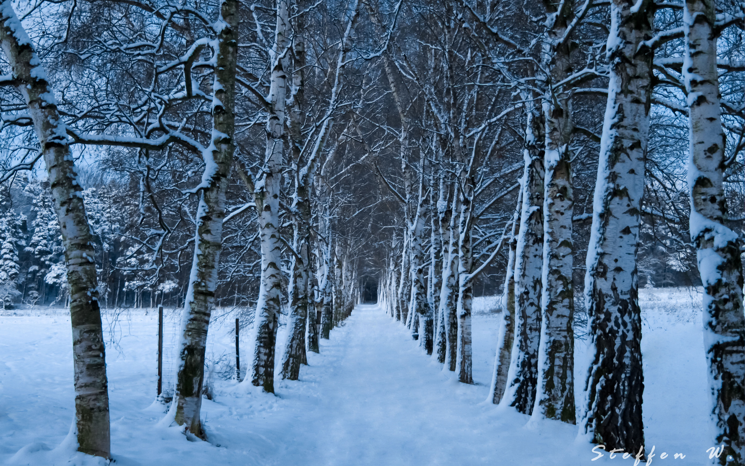 1473200 descargar imagen tierra/naturaleza, invierno, bosque, sendero, nieve, árbol: fondos de pantalla y protectores de pantalla gratis
