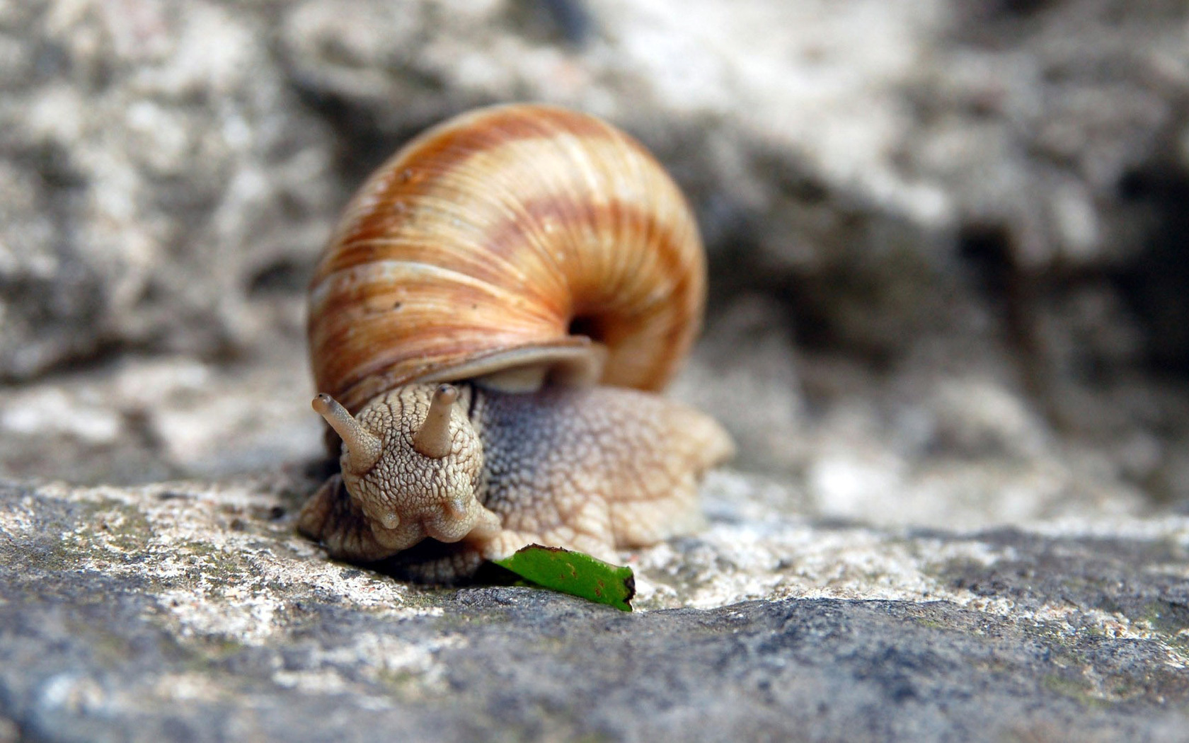 animal, snail 8K