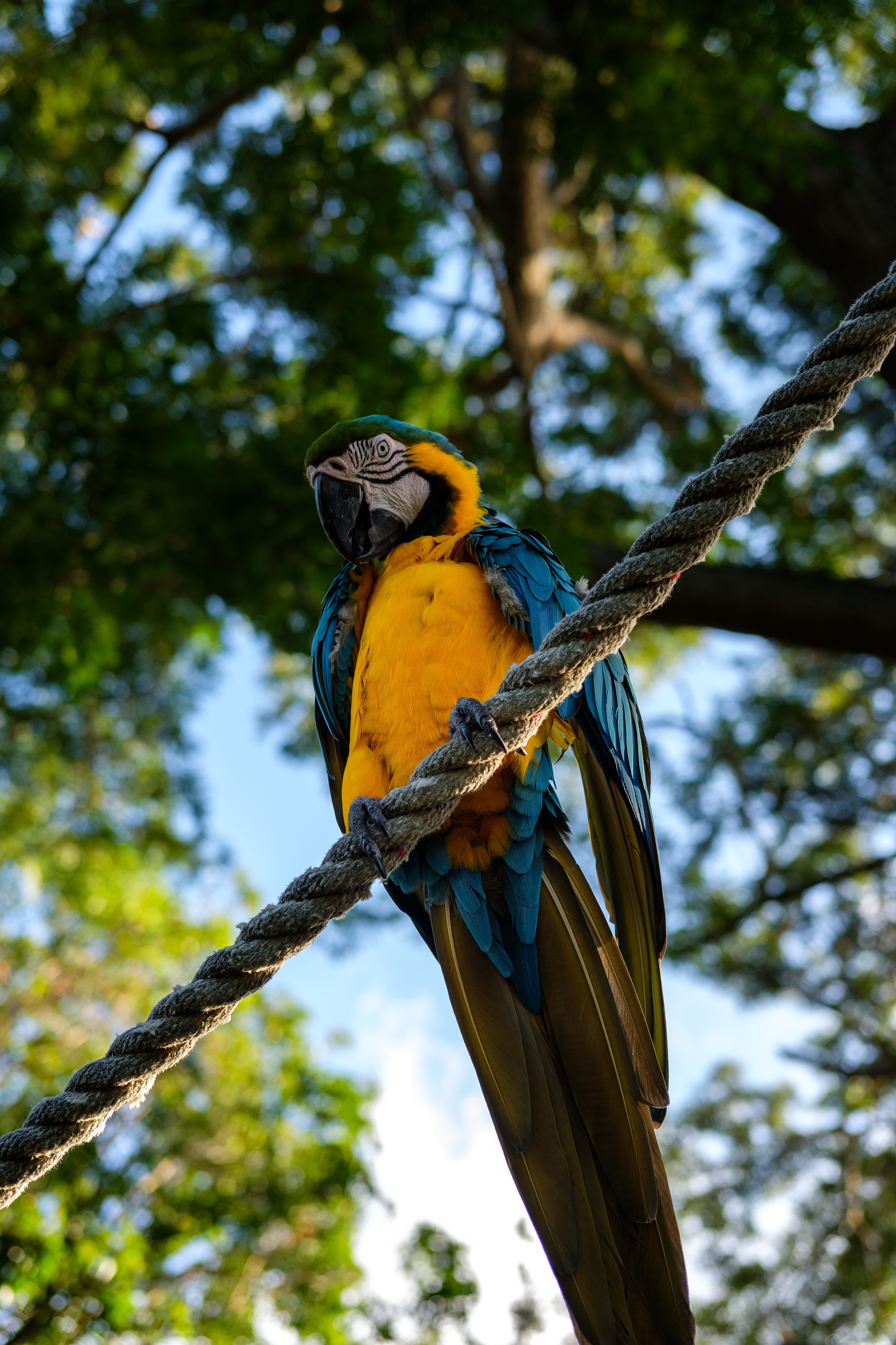 Download mobile wallpaper Sits, Is Sitting, Rope, Animals, Parrots, Macaw, Bird for free.