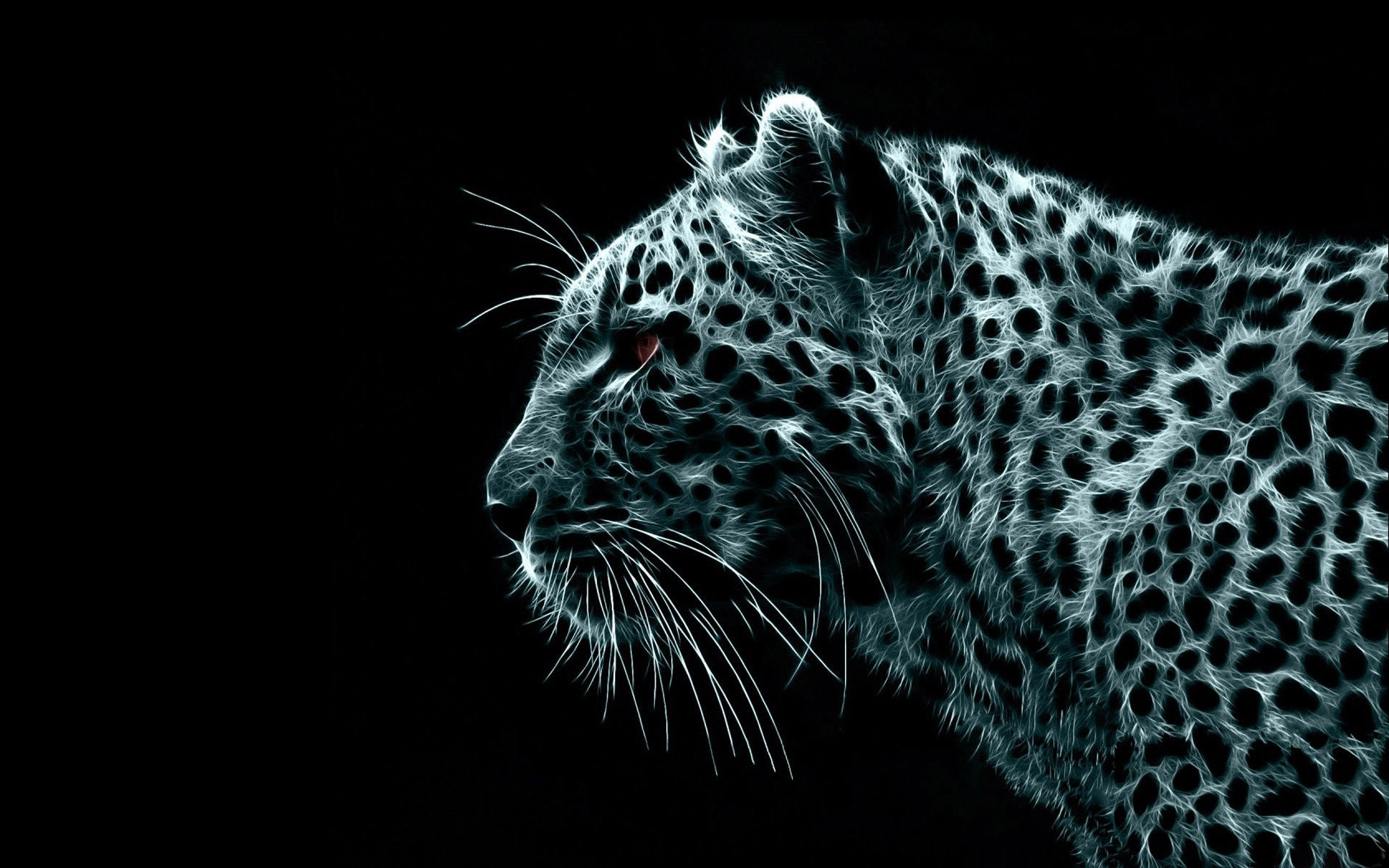 black, leopards, animals Full HD