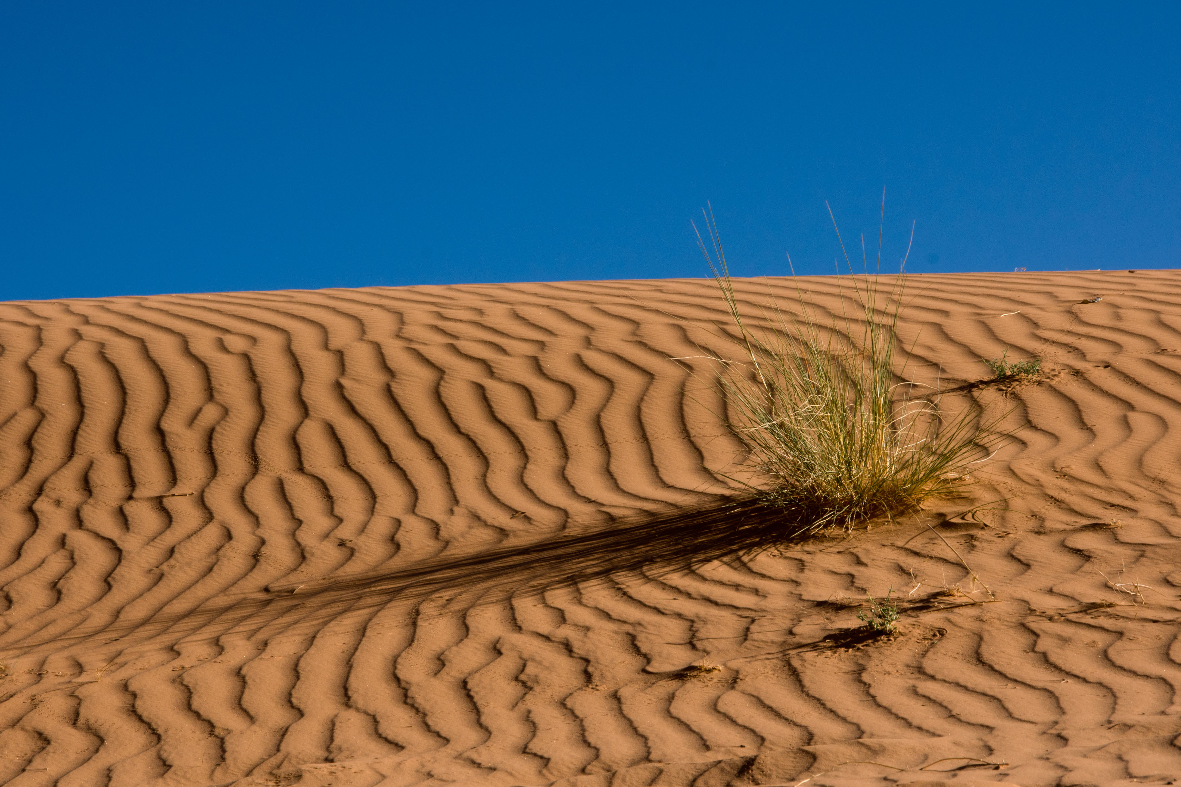 Эоловые формы рельефа дюны