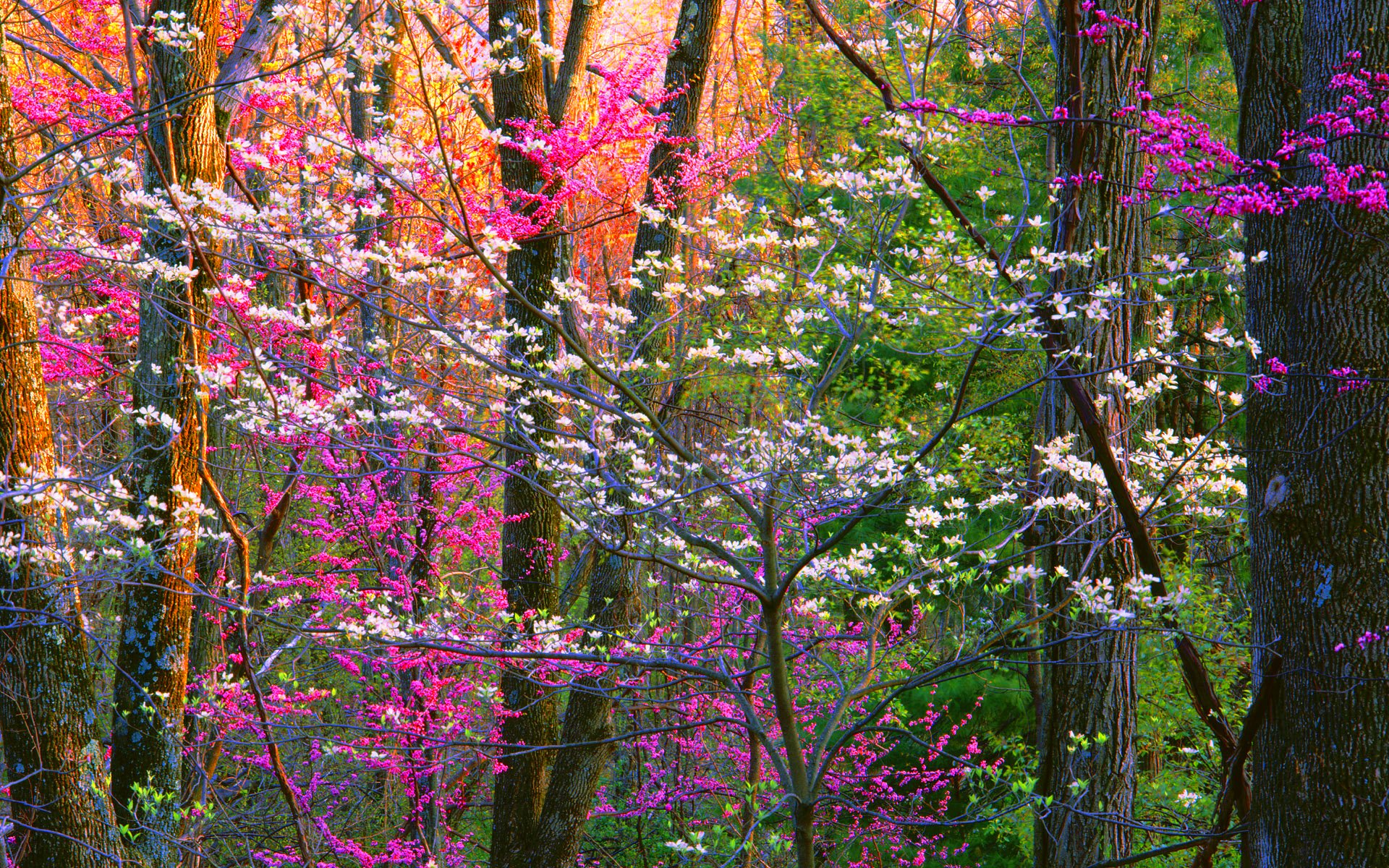 Цветущие деревья в лесу весной