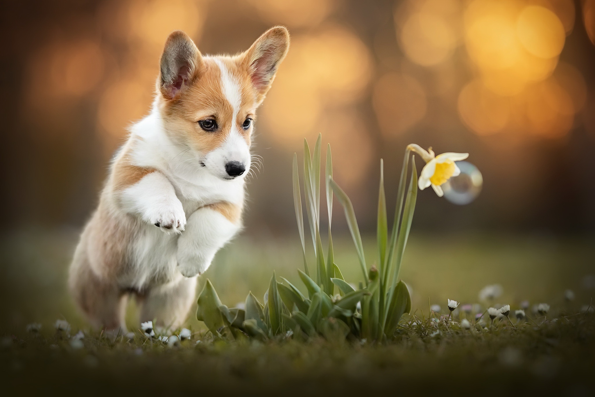Free Images  Puppy