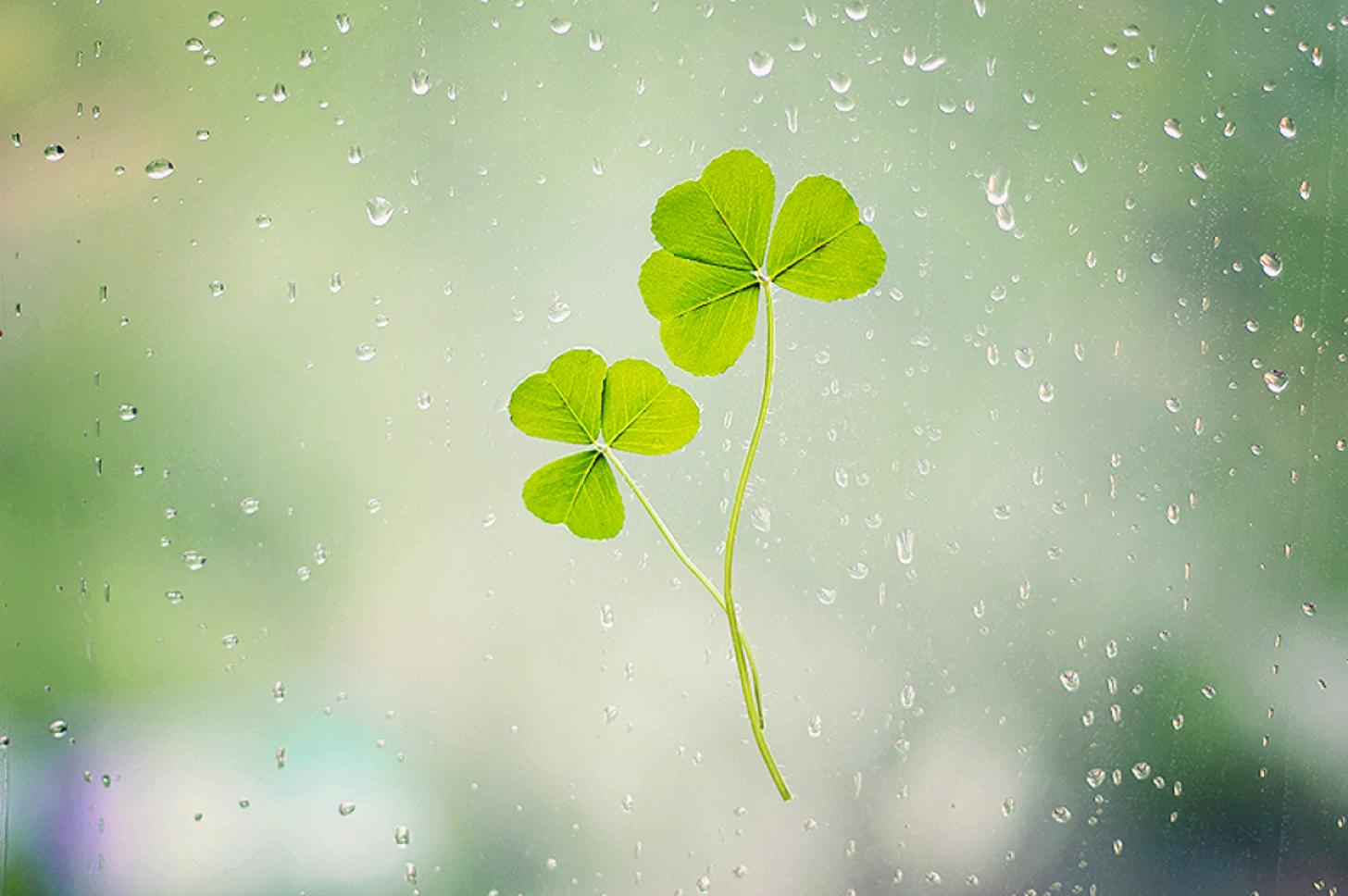 Clover Wallpaper Images Browse 60930 Stock Photos  Vectors Free Download  with Trial  Shutterstock