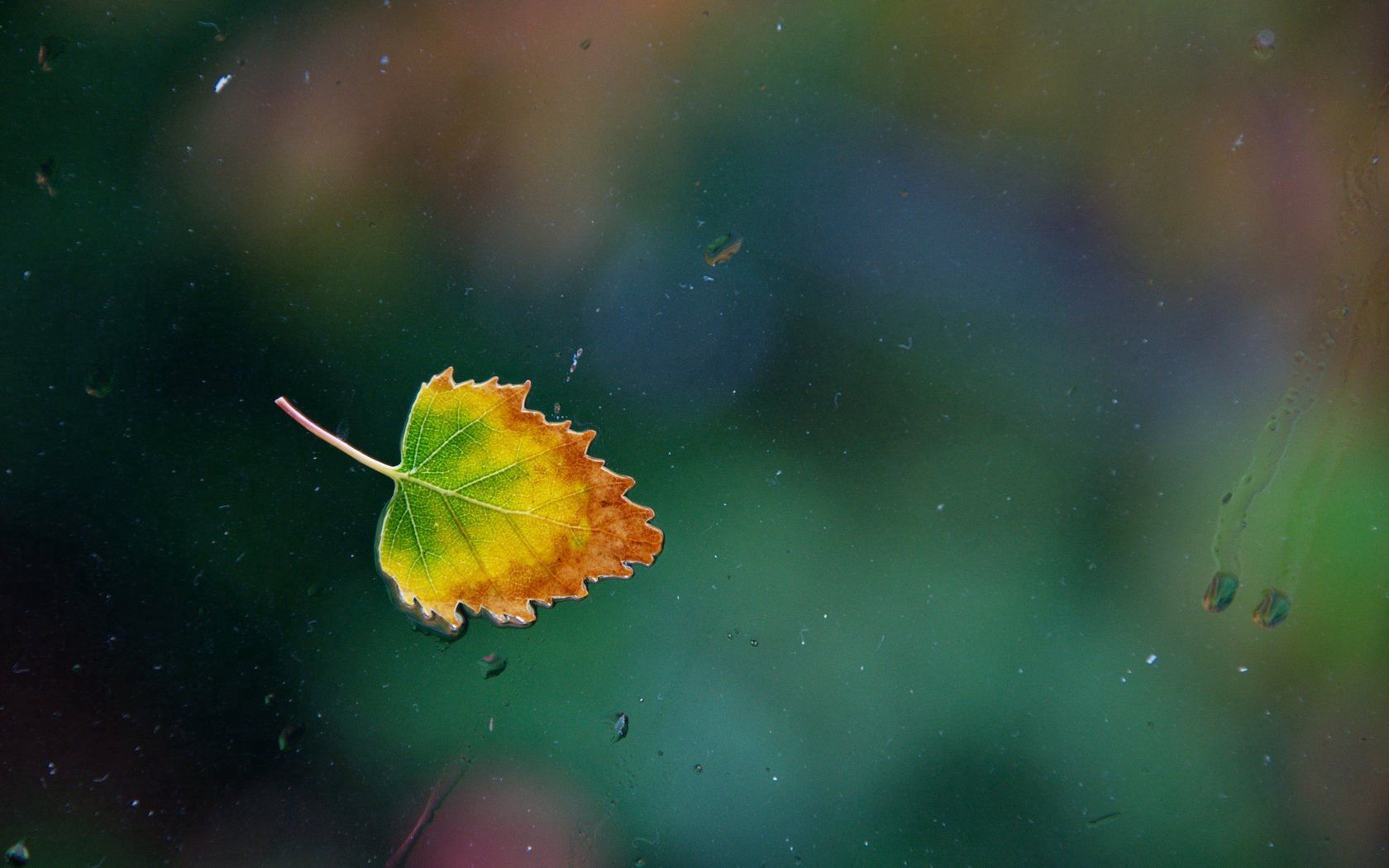 Дождь на листьях