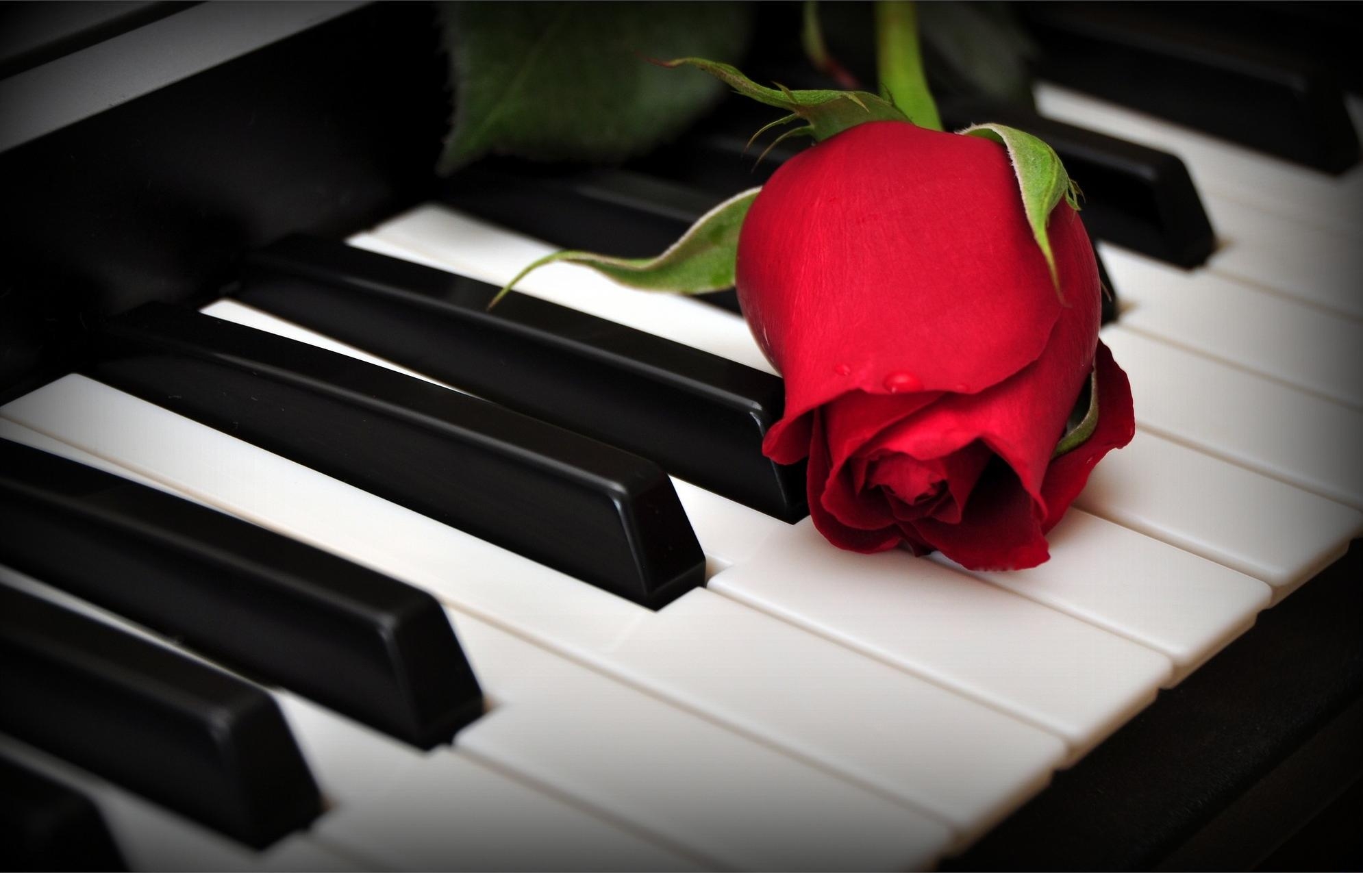 127939 скачать обои пианино, розы, цветы, клавиши, цветок - заставки и картинки бесплатно