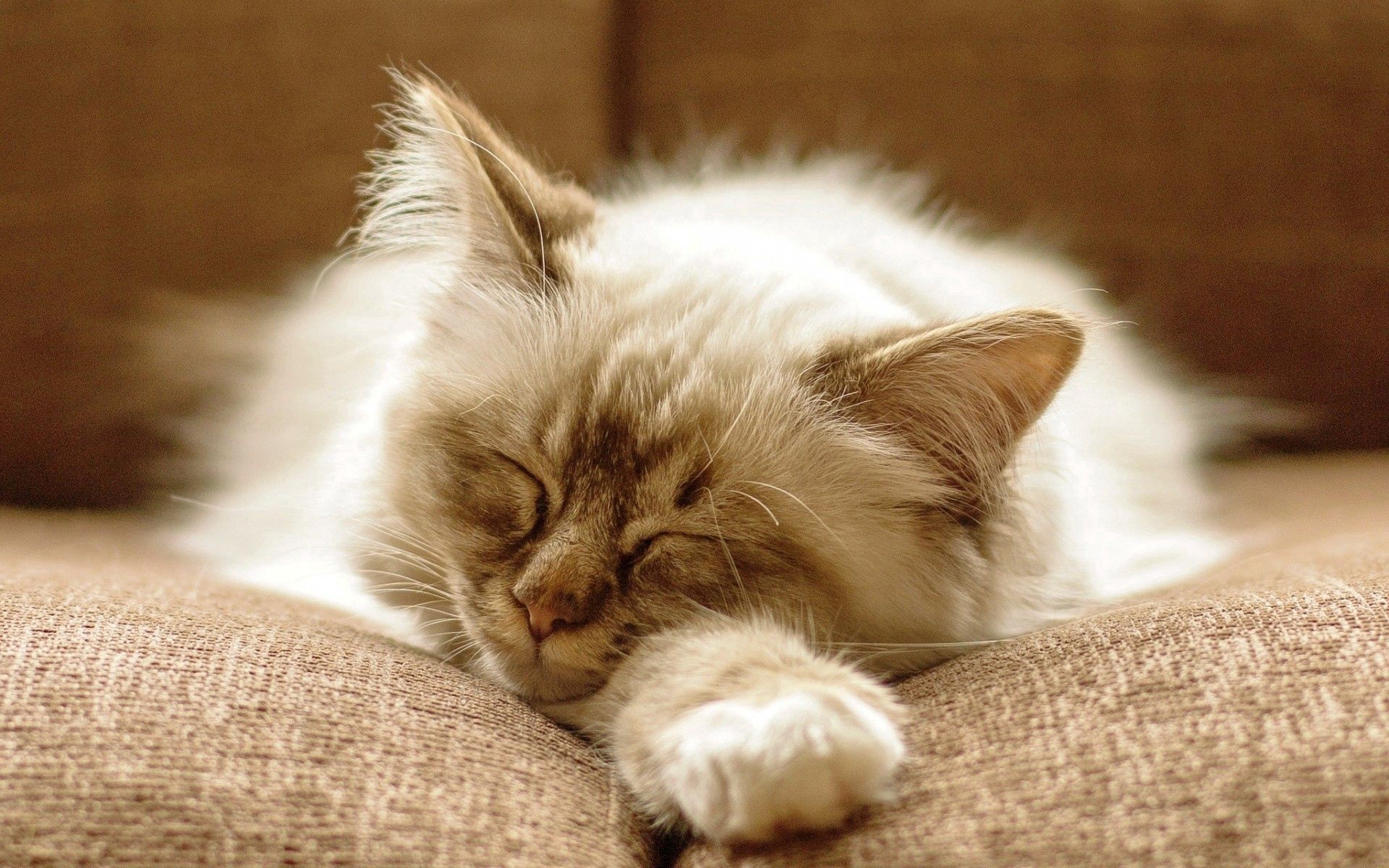 Laden Sie das Schlafen, Traum, Der Kater, Flauschige, Schnauze, Tiere, Katze-Bild kostenlos auf Ihren PC-Desktop herunter