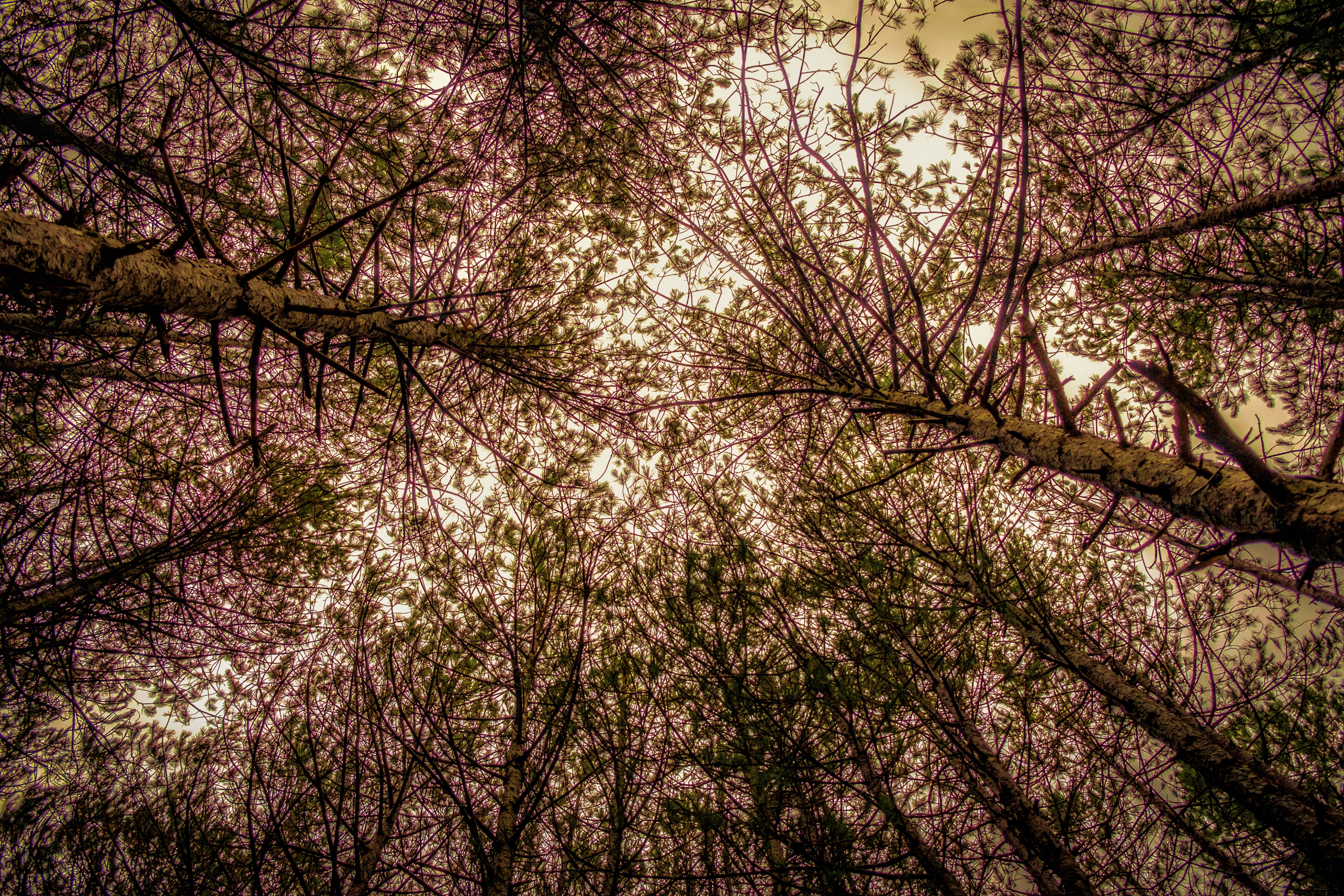 Horizontal Wallpaper trees, nature, sky, branches, bottom view