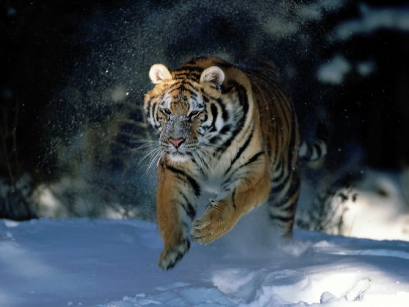 animals, tigers 1080p
