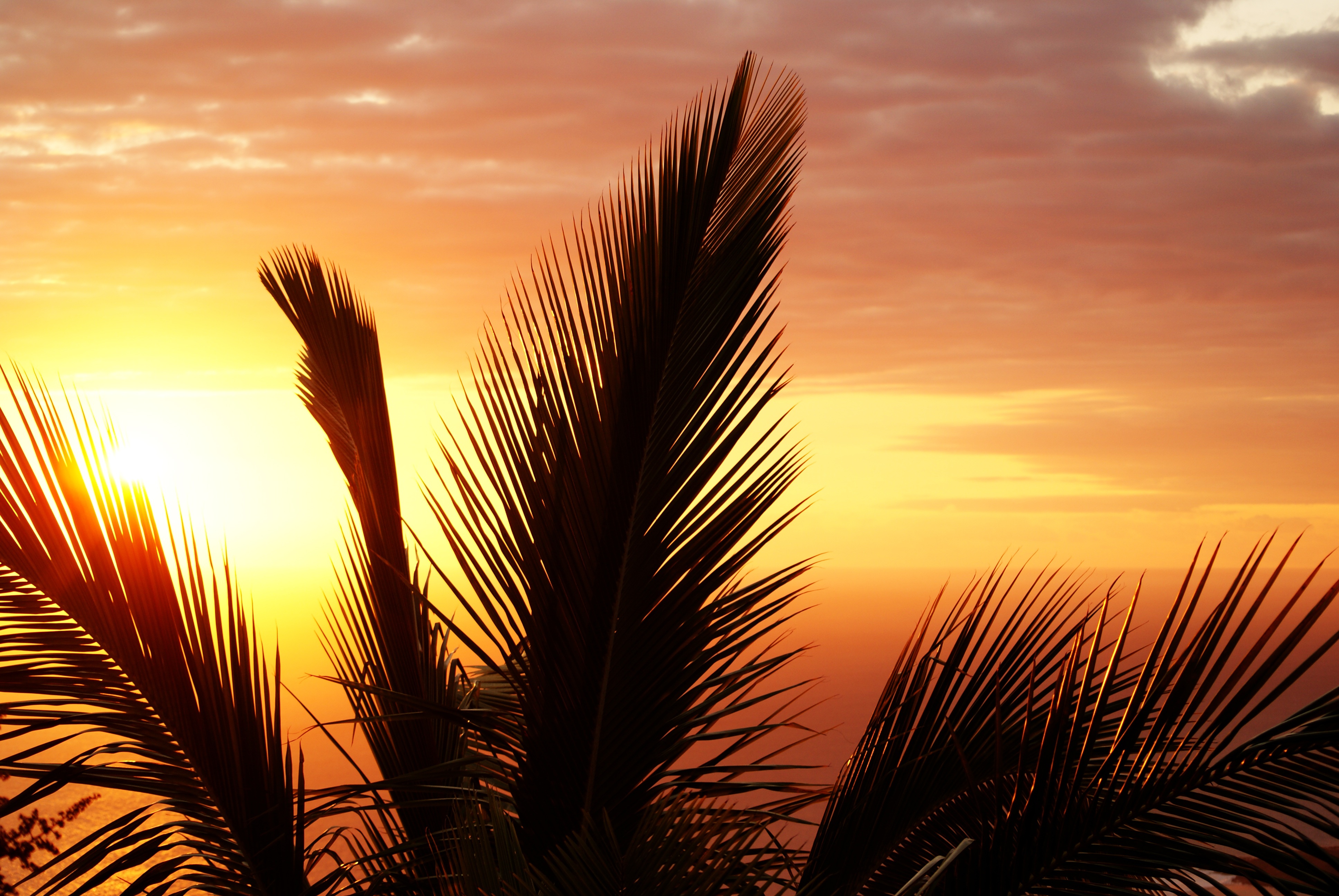 Download mobile wallpaper Palm, Nature, Branches, Branch, Sky, Sunset for free.