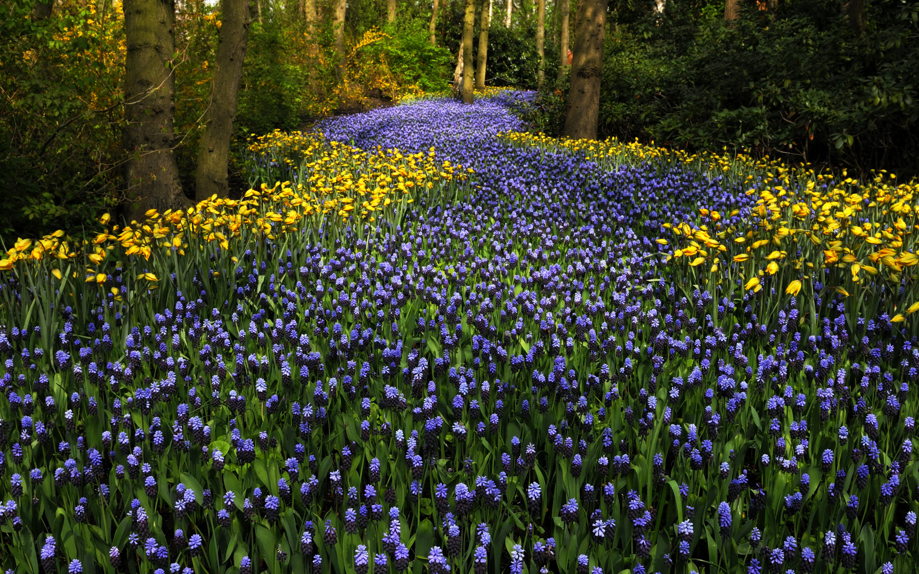 netherlands, earth, flower, hyacinth, nature, park, purple flower, tulip, yellow flower, flowers for Windows