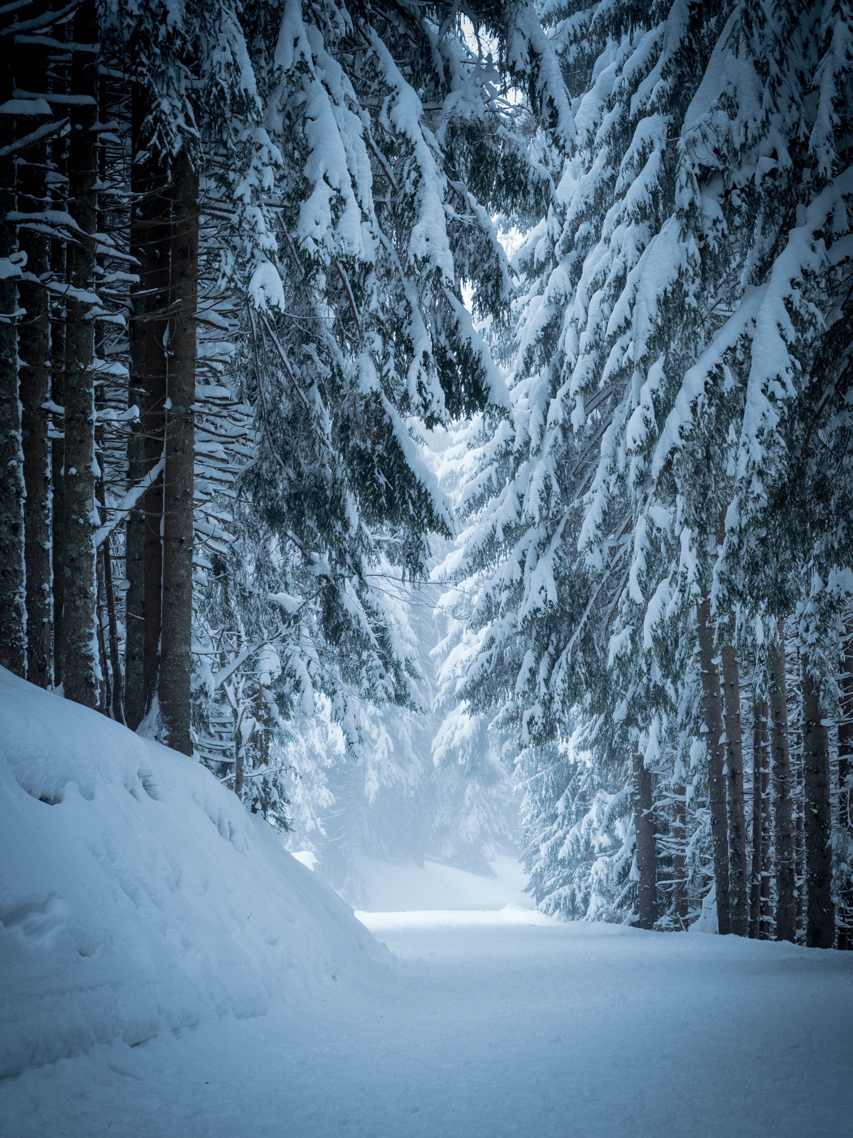 免费下载冬天, 性质, 松, 雪, 森林, 树手机壁纸。