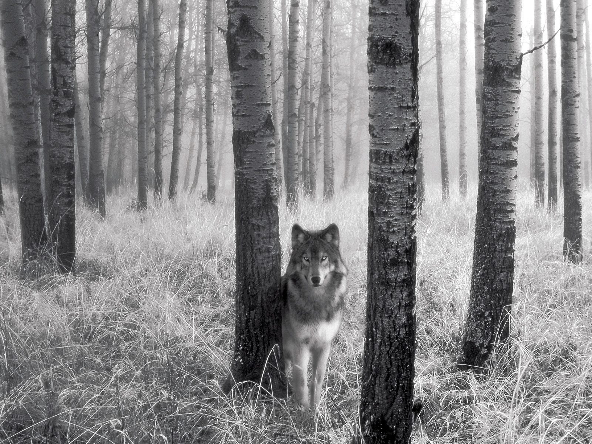 Волк в лесу