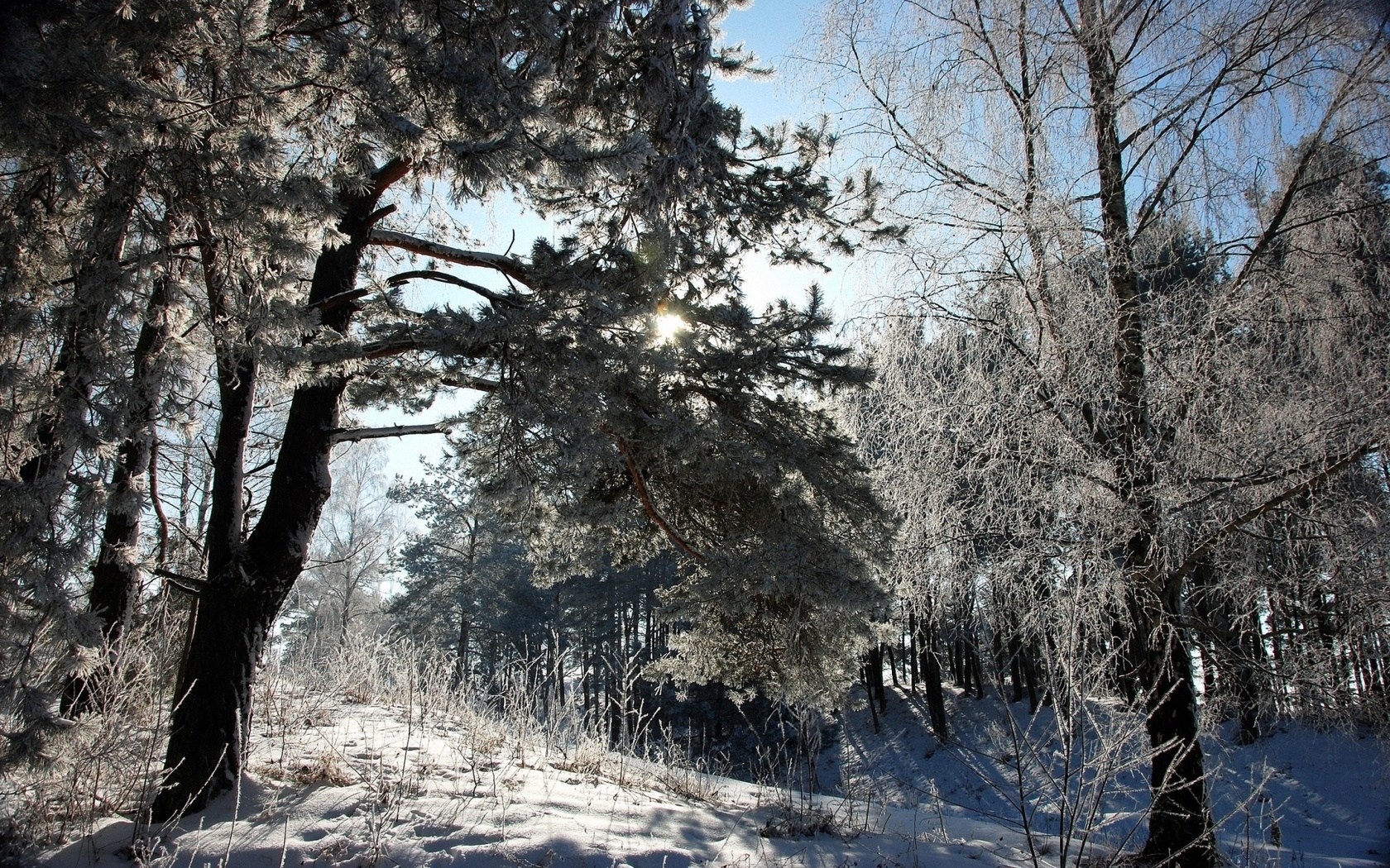 Download mobile wallpaper Winter, Trees, Landscape for free.