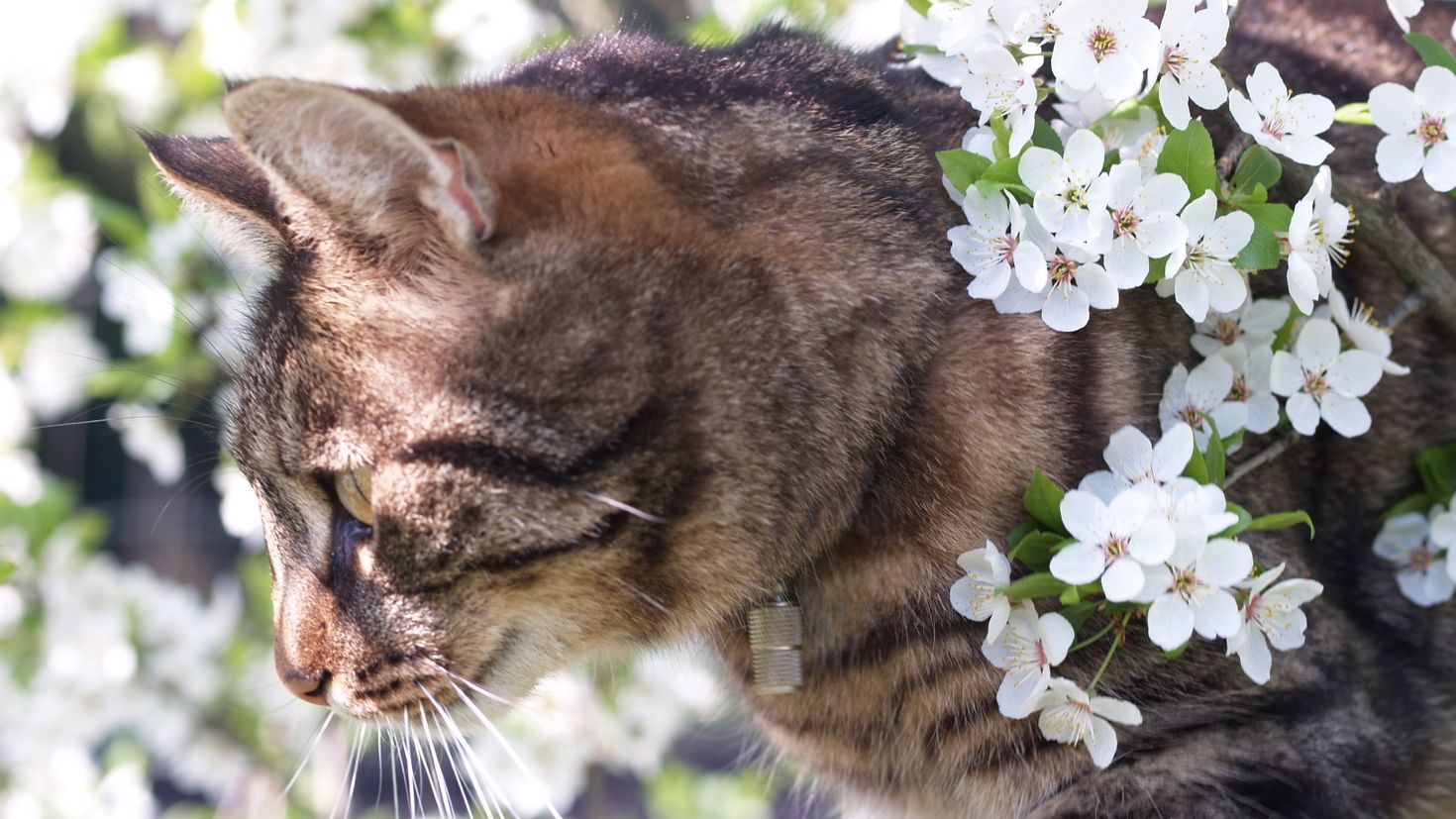 Тем кошки. Кошка Весна. Весенняя природа и животные. Весна и котики. Кошки и весенние цветы.