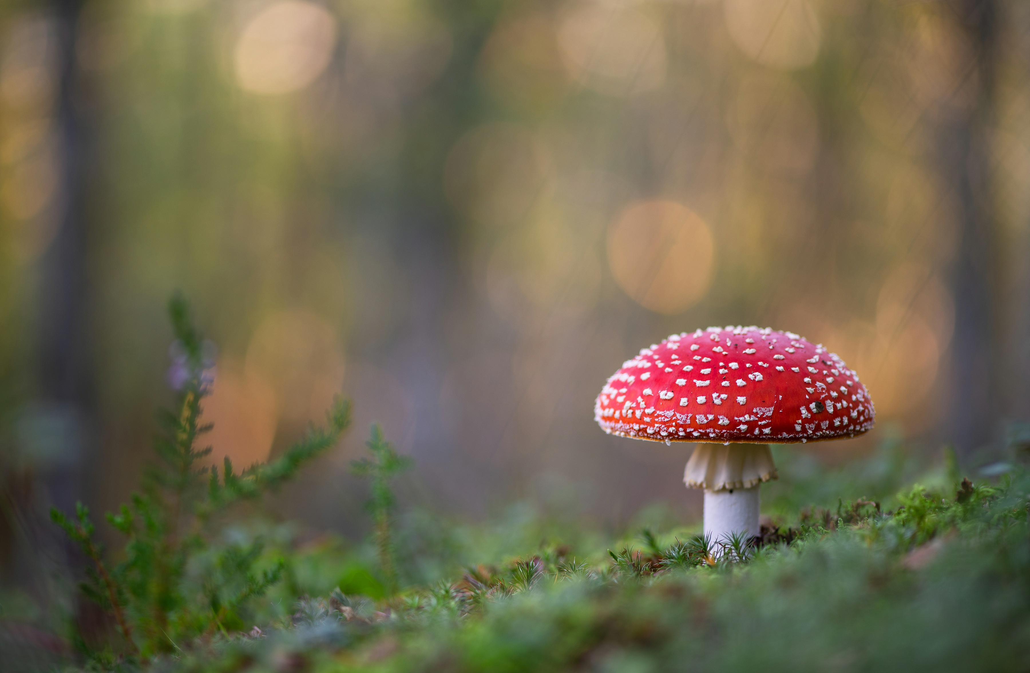 Free Fly Agaric Background