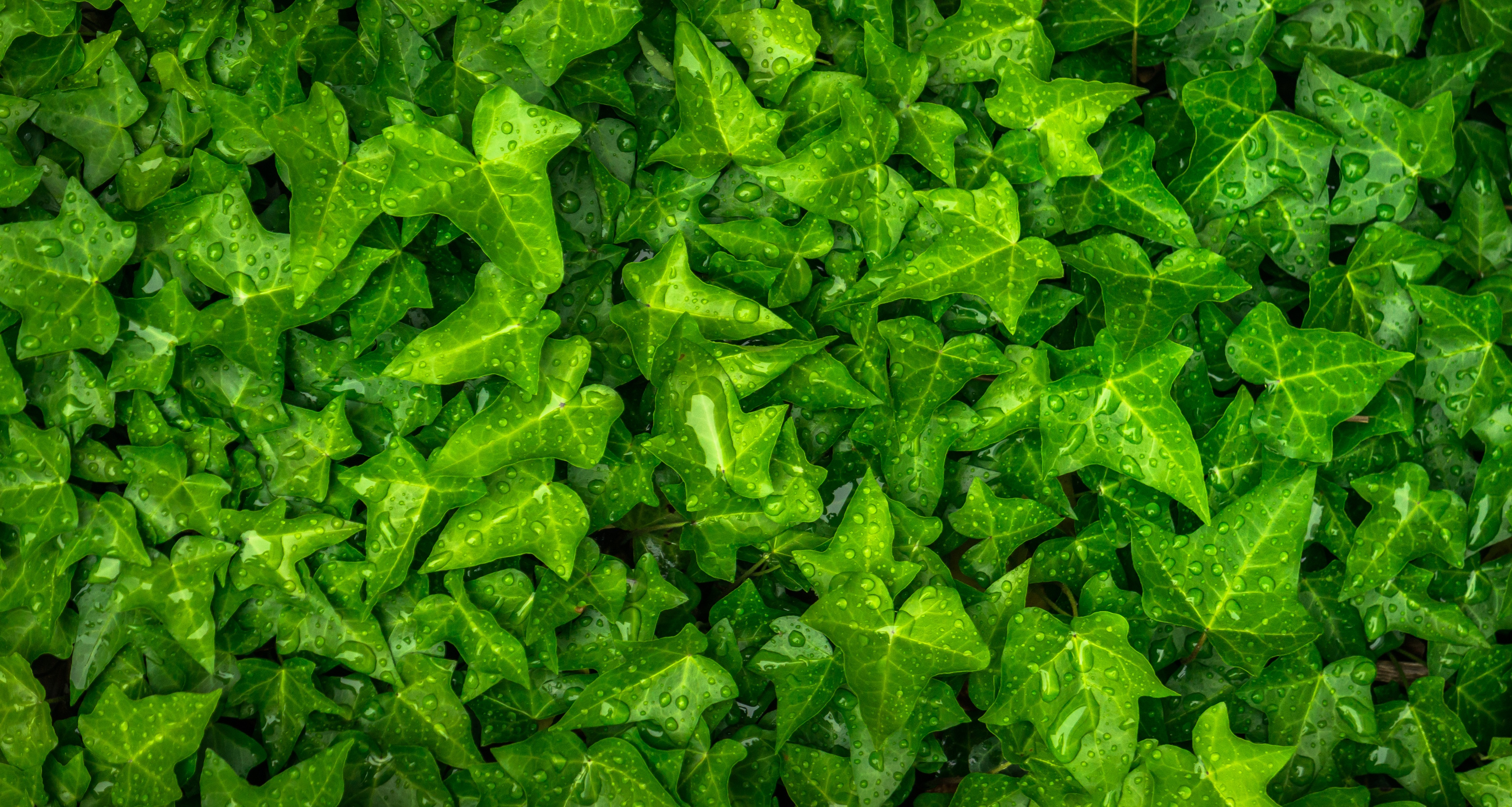 leaves, green, drops, plant, macro, ivy 4K, Ultra HD