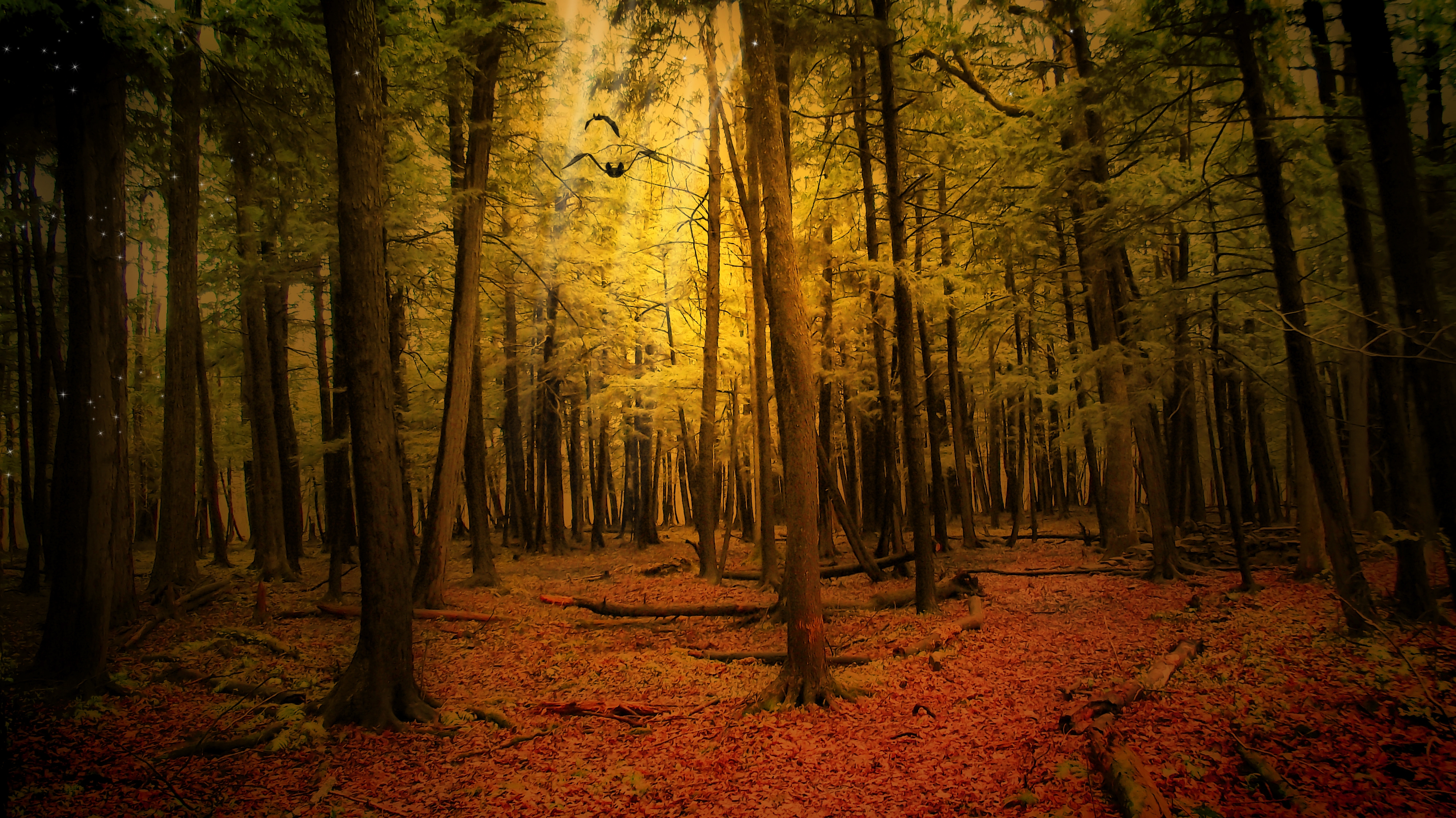 Handy-Wallpaper Wald, Natur, Herbst, Landschaft kostenlos herunterladen.