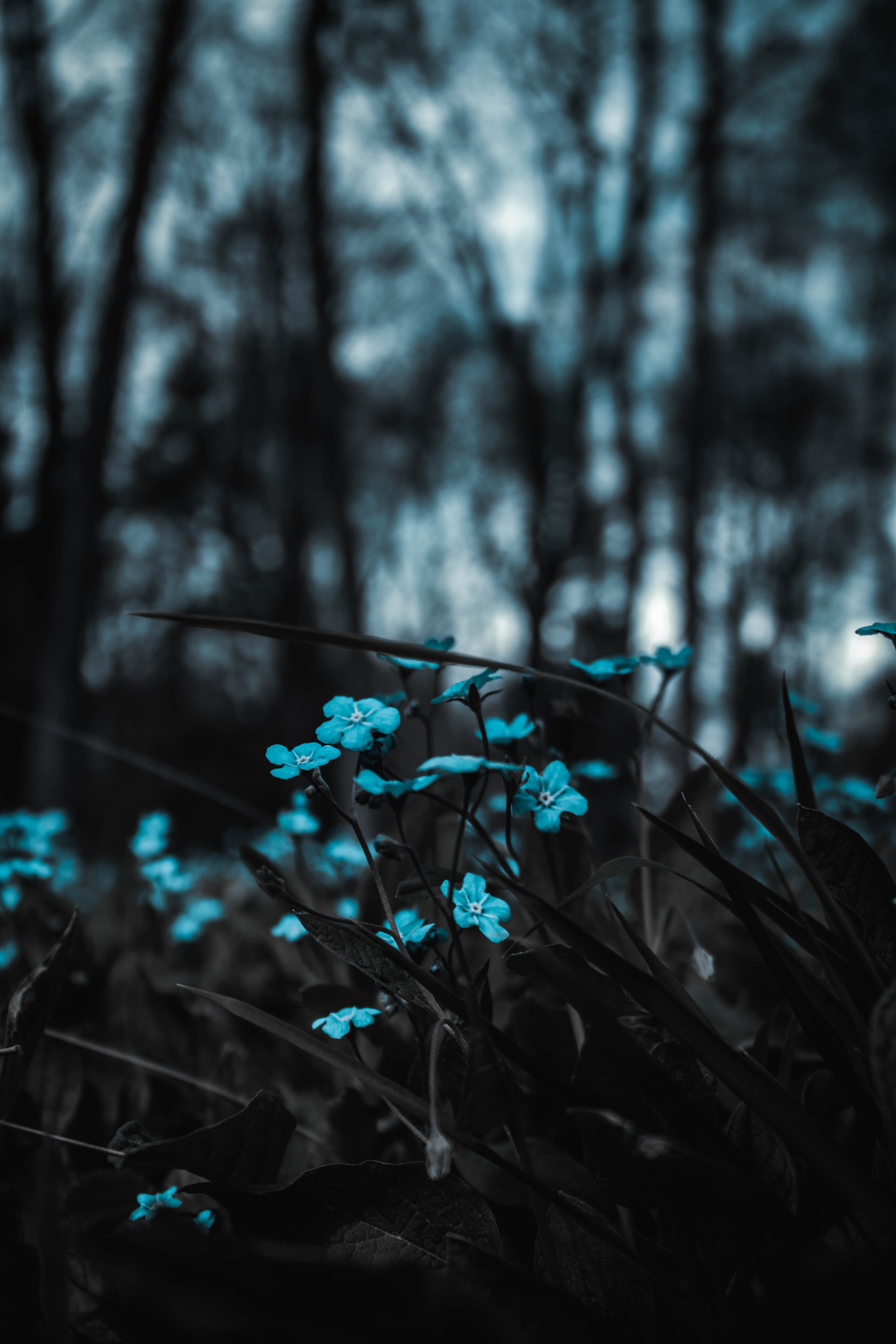 blur, smooth, field, flowers, blue 32K