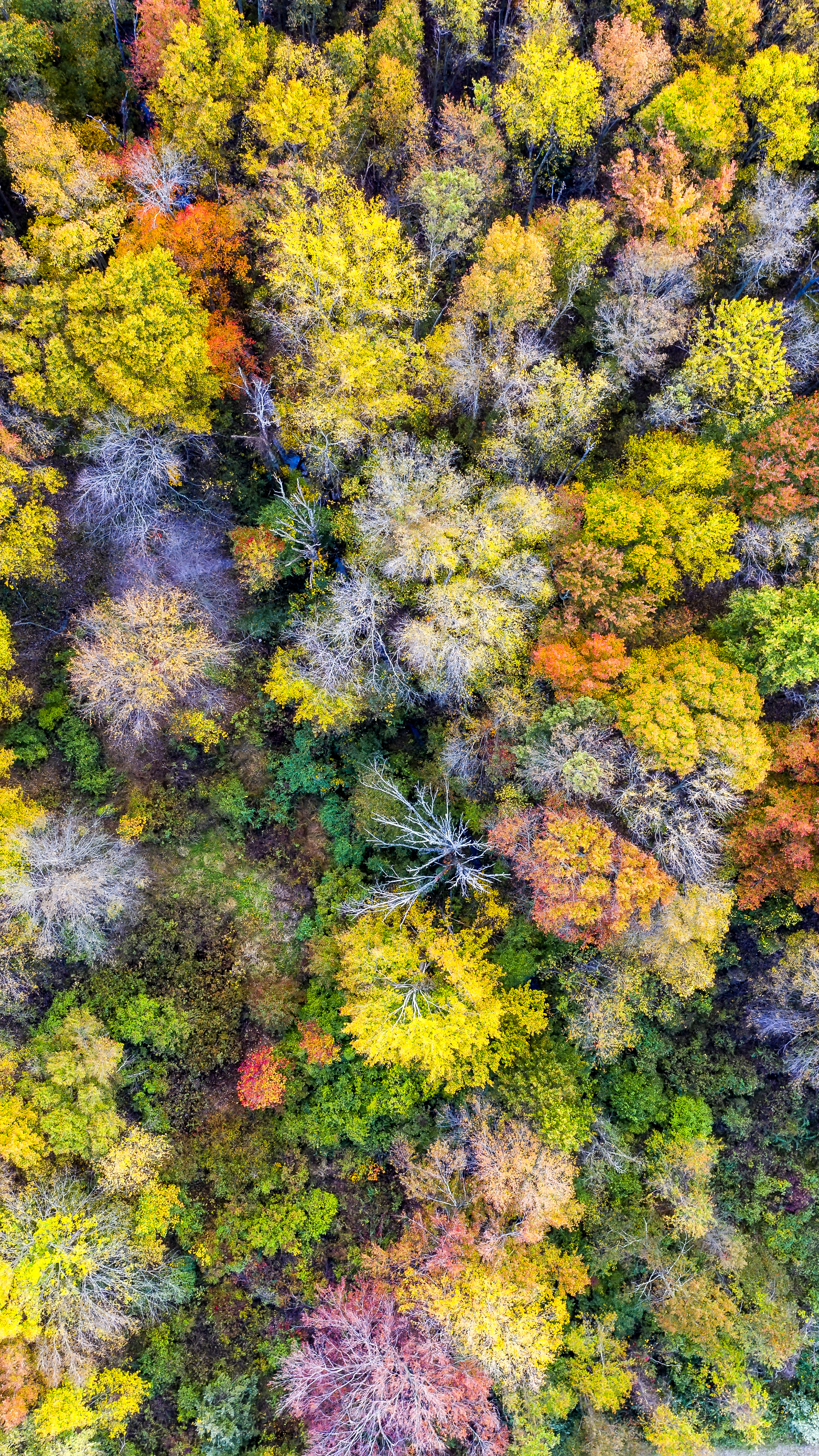 view from above, trees, nature, forest