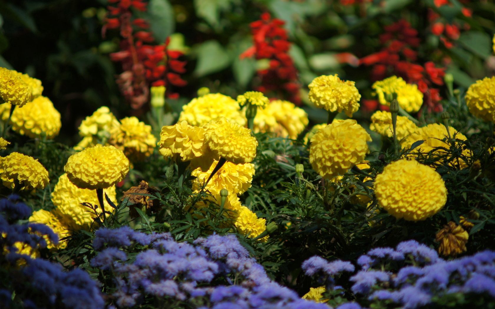flowers, bright, greens, flower bed, flowerbed, velvet, barhotki