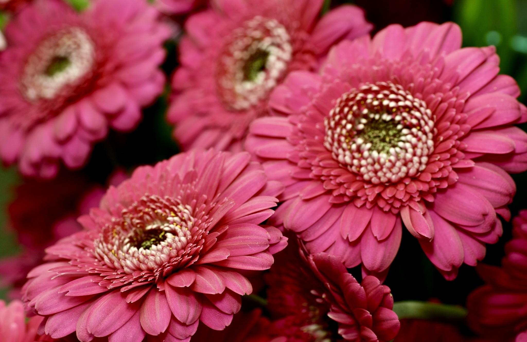 flowers, gerberas, petals, close up, scarlet High Definition image