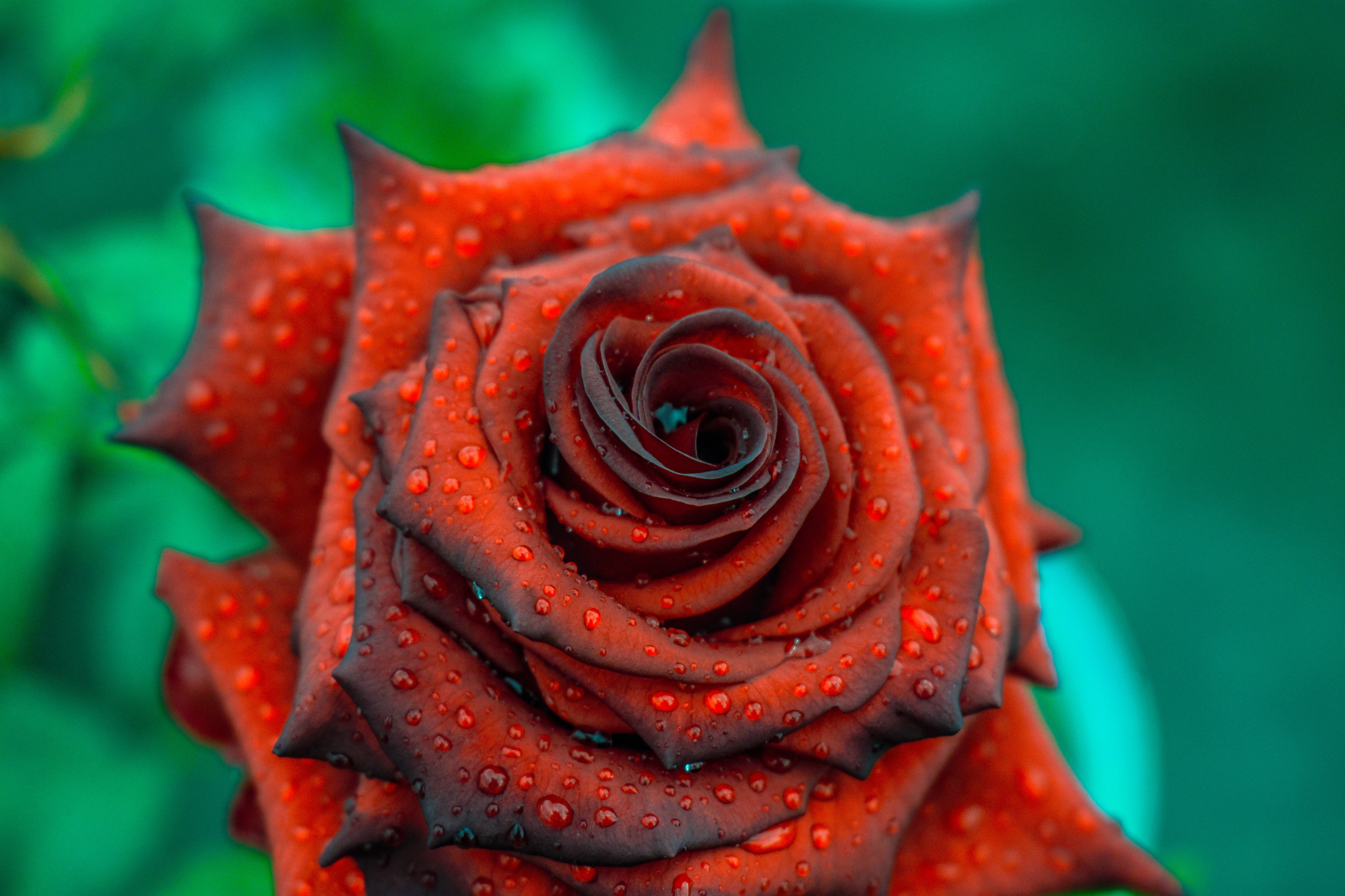 Téléchargez gratuitement l'image Bourgeon, Drops, Pétales, Fleurs, Une Rose, Rose sur le bureau de votre PC