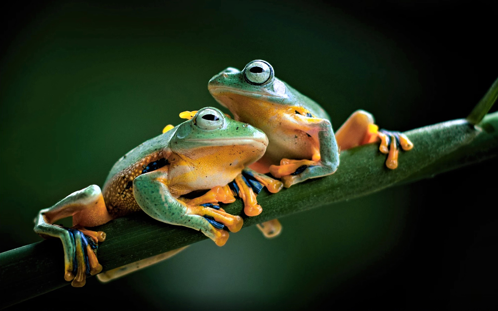 HD desktop wallpaper: Frogs, Animal, Cute, Frog, Tree Frog