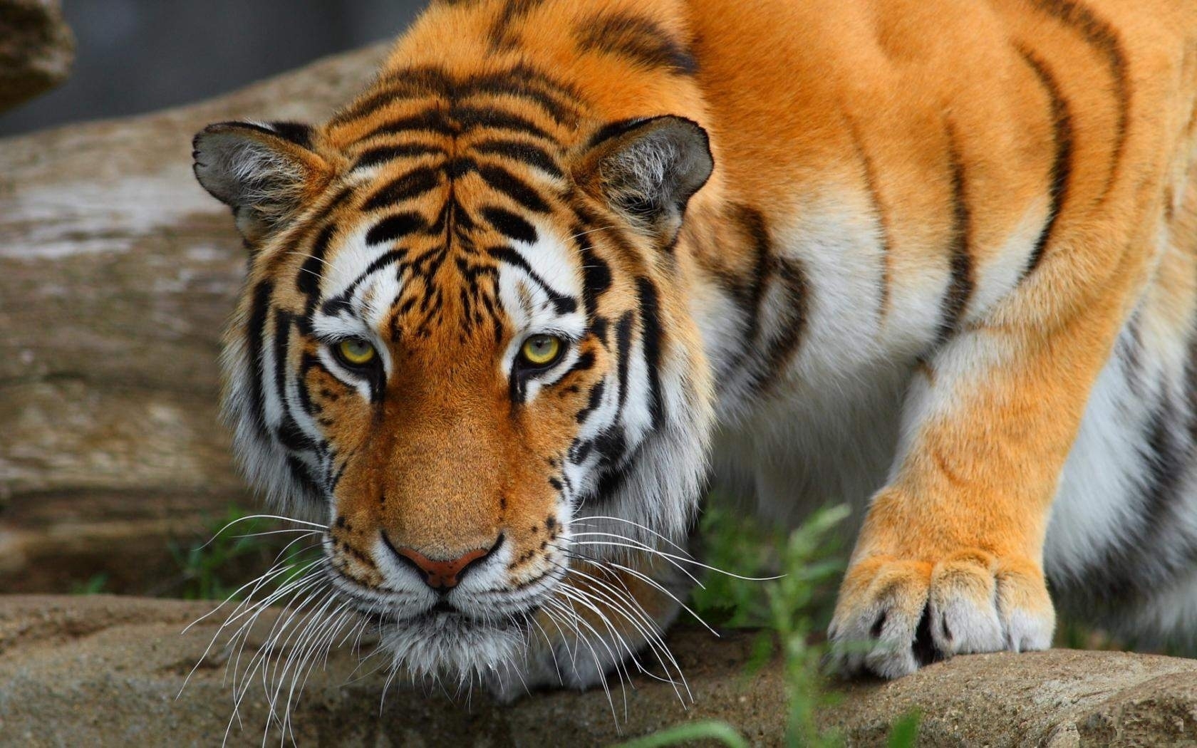 31167 Hintergrundbild herunterladen tiere, tigers - Bildschirmschoner und Bilder kostenlos