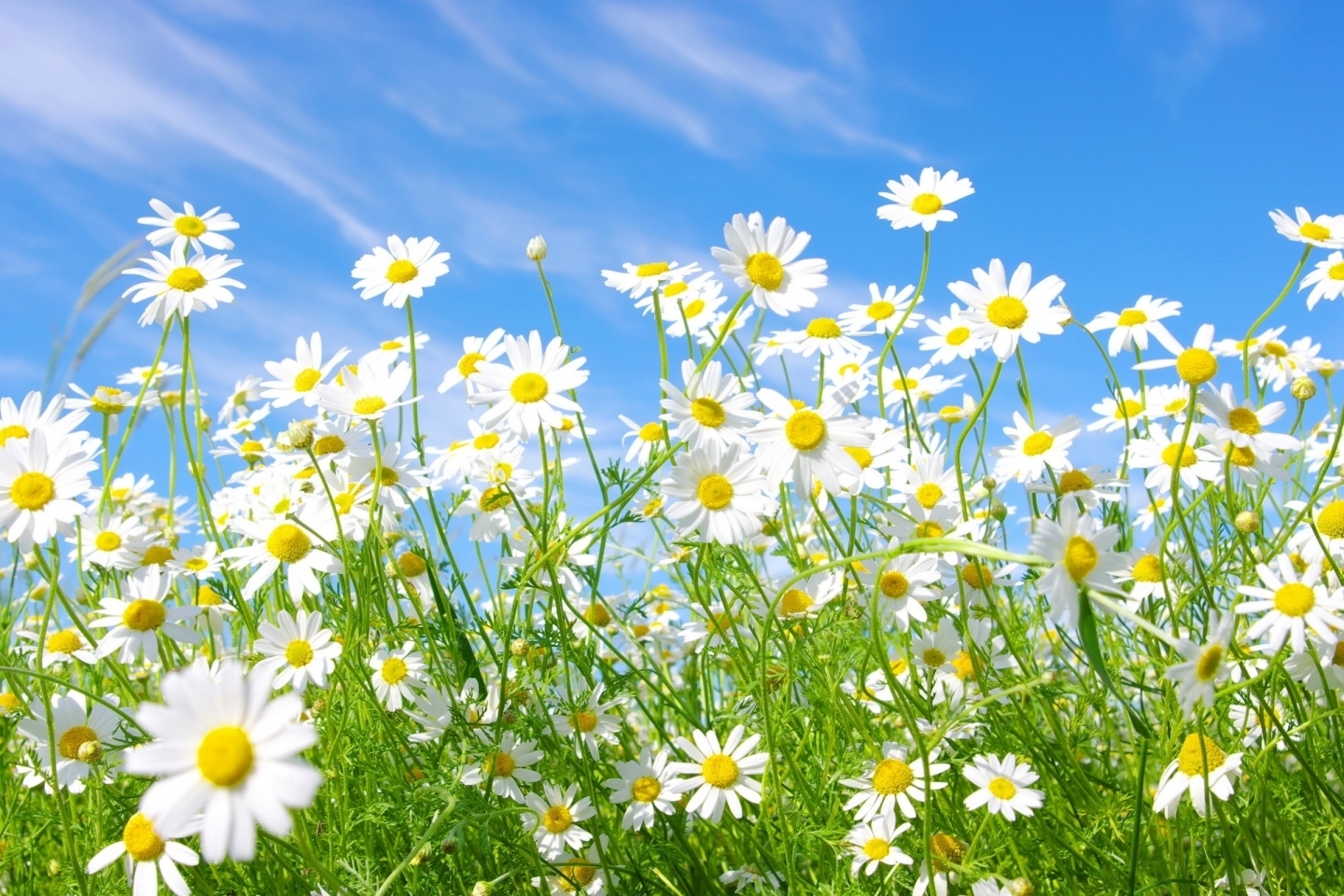 Download mobile wallpaper Camomile, Plants, Flowers for free.