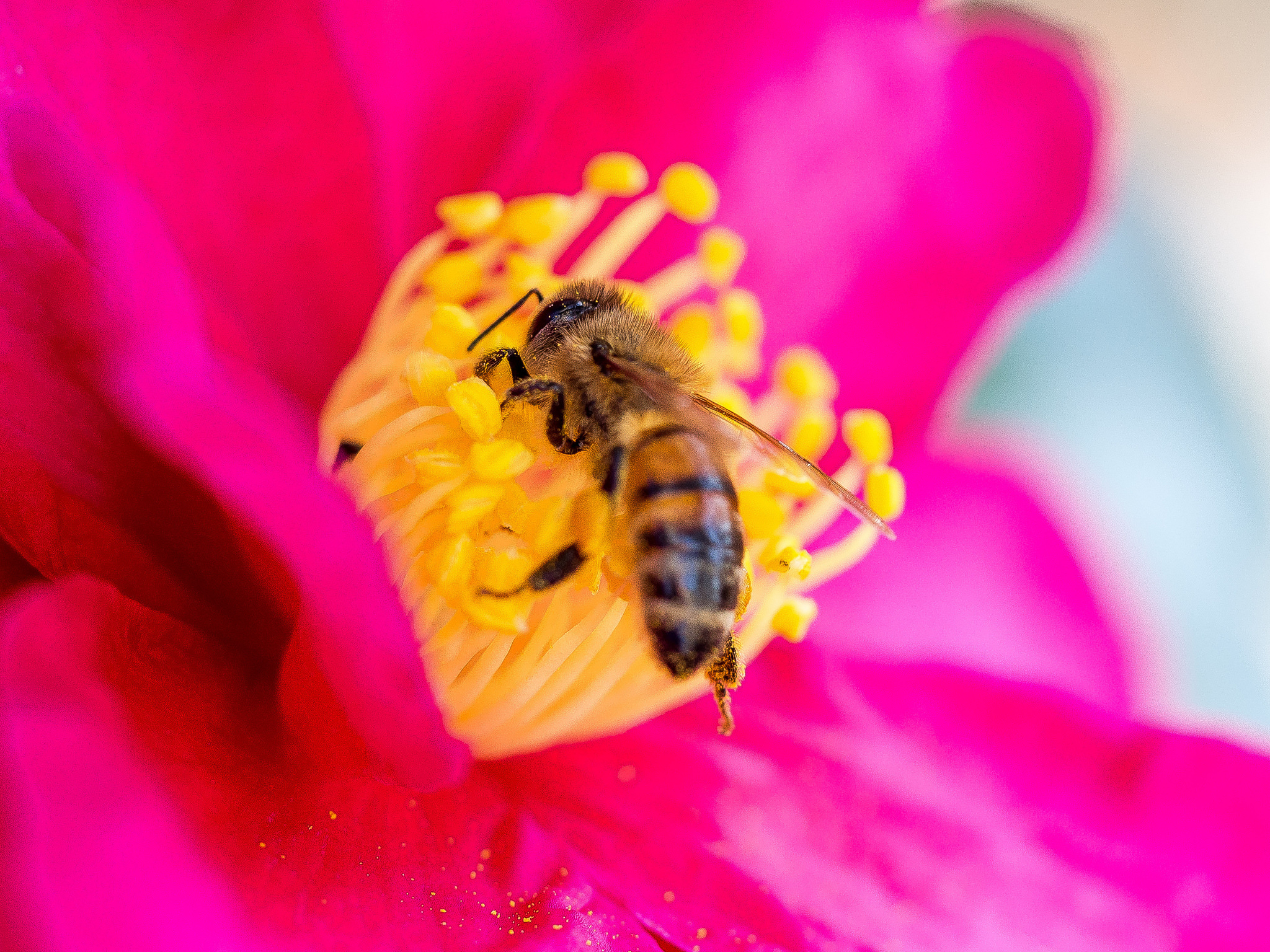 Handy-Wallpaper Biene, Pollen, Blütenblätter, Makro, Blume kostenlos herunterladen.