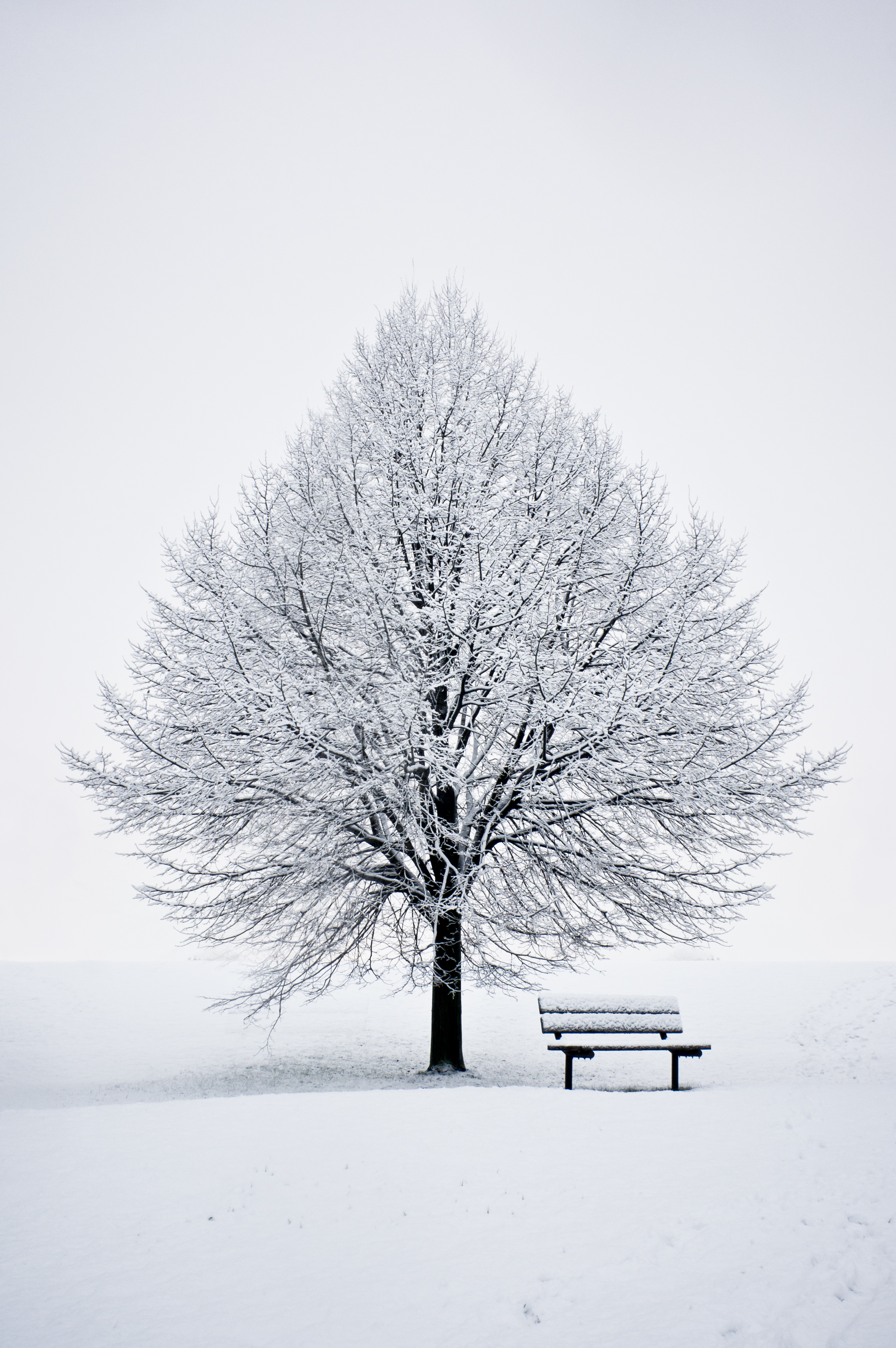 59325 télécharger le fond d'écran hiver, neige, bois, arbre, minimalisme, banc - économiseurs d'écran et images gratuitement