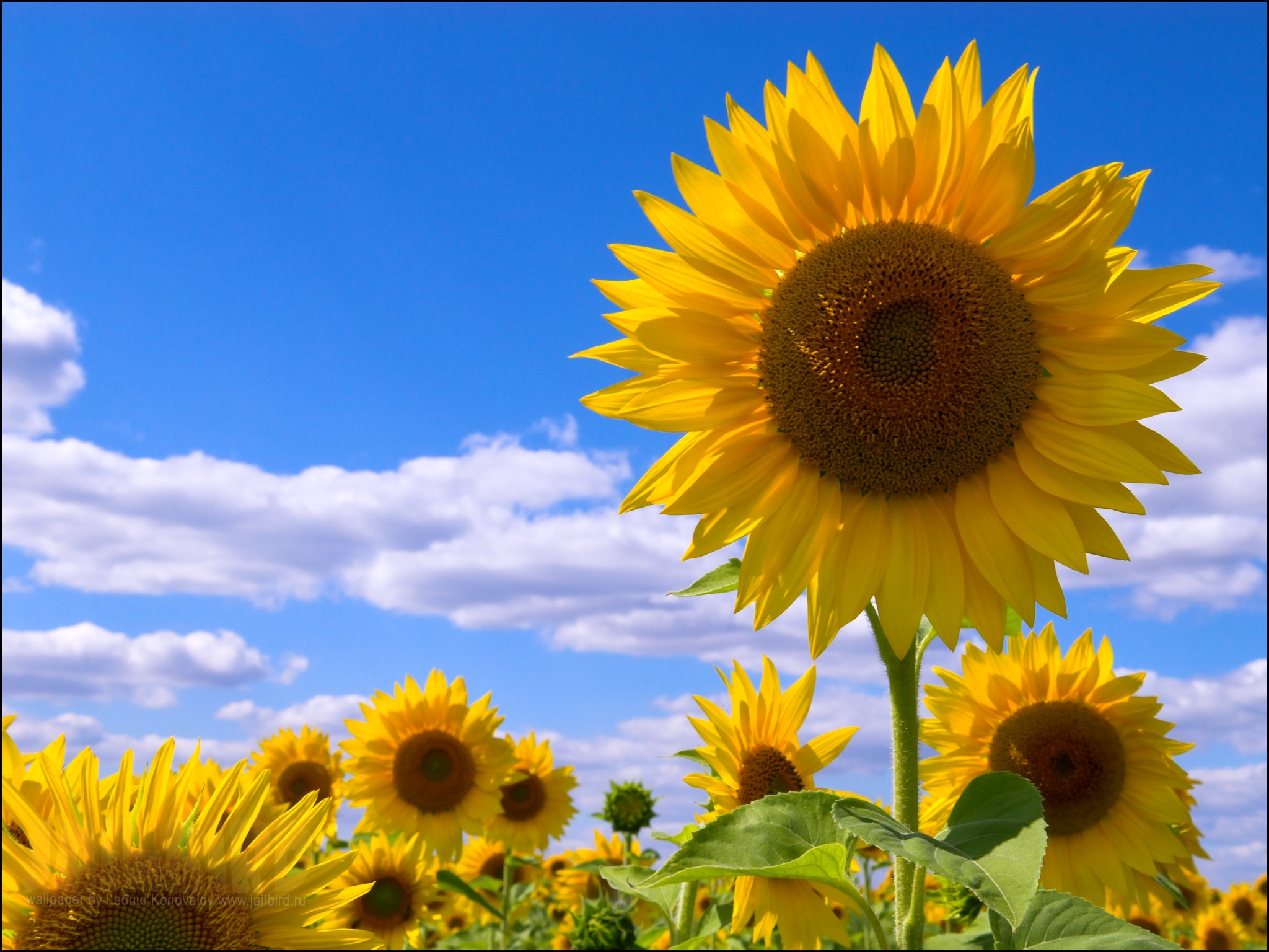119040 завантажити шпалери соняшники, квіти, небо, хмари, літо, поле - заставки і картинки безкоштовно