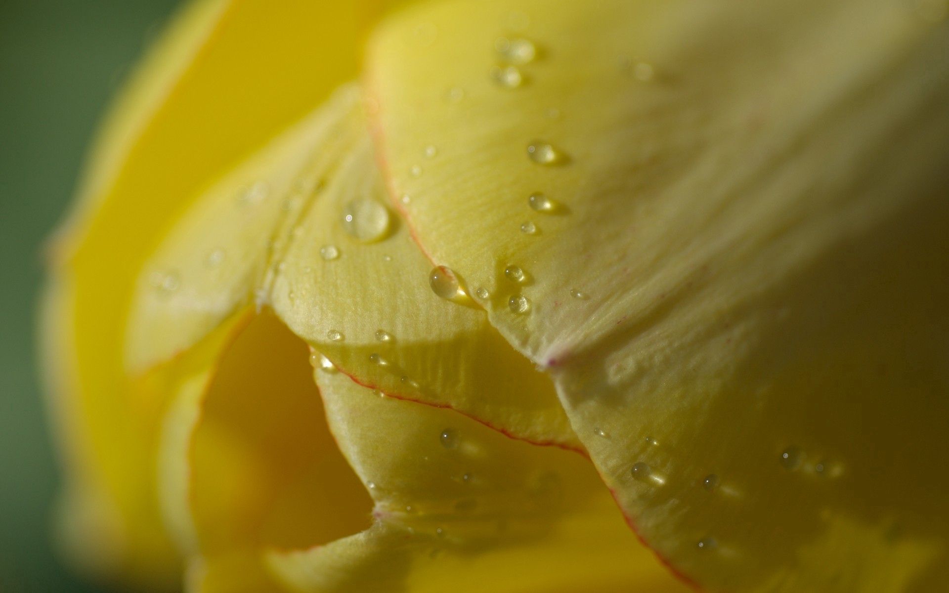 Laden Sie das Drops, Makro, Tulip, Blume, Licht, Tulpe, Pflanze, Hell Gefärbt-Bild kostenlos auf Ihren PC-Desktop herunter