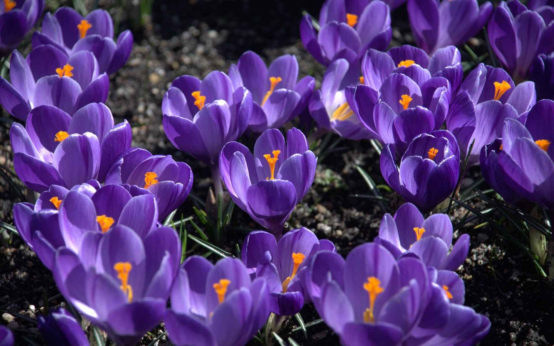 202679壁紙のダウンロード紫色の花, 地球, クロッカス, 花, フラワーズ-スクリーンセーバーと写真を無料で
