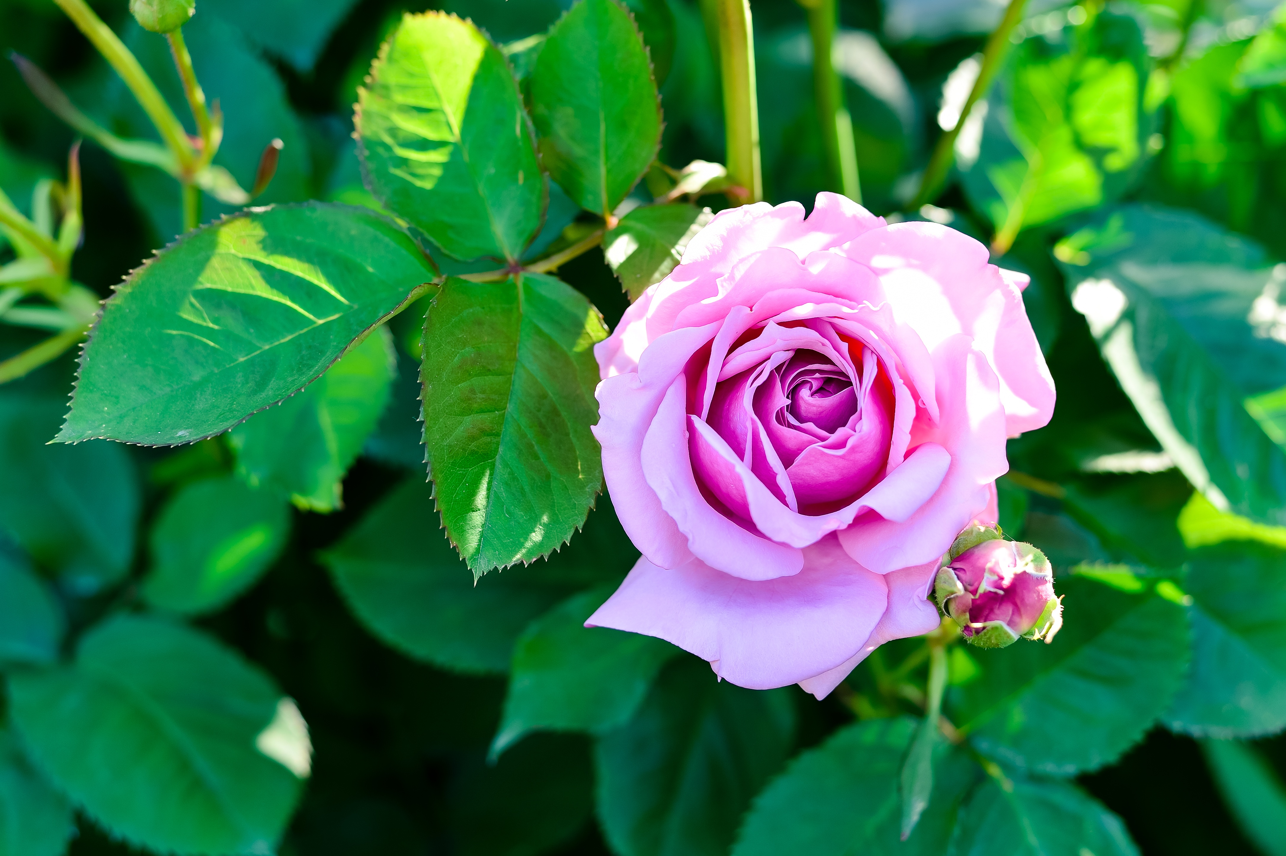 фото роза цветок настоящая идеальная