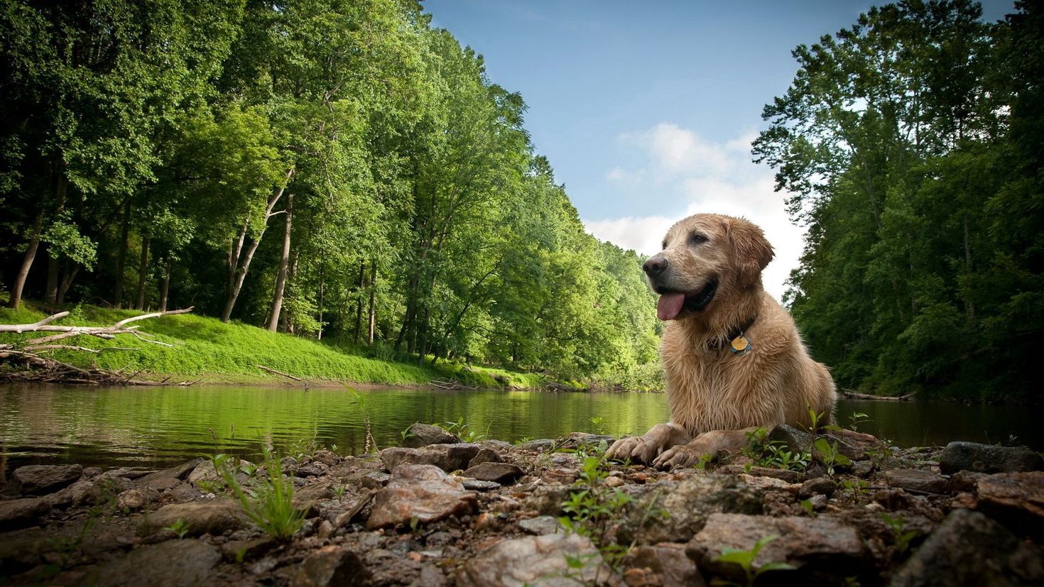 Картинки очень. Собака на природе. Красивые пейзажи с животными. Собаки на фоне природы. Красивые пейзажи с собаками.