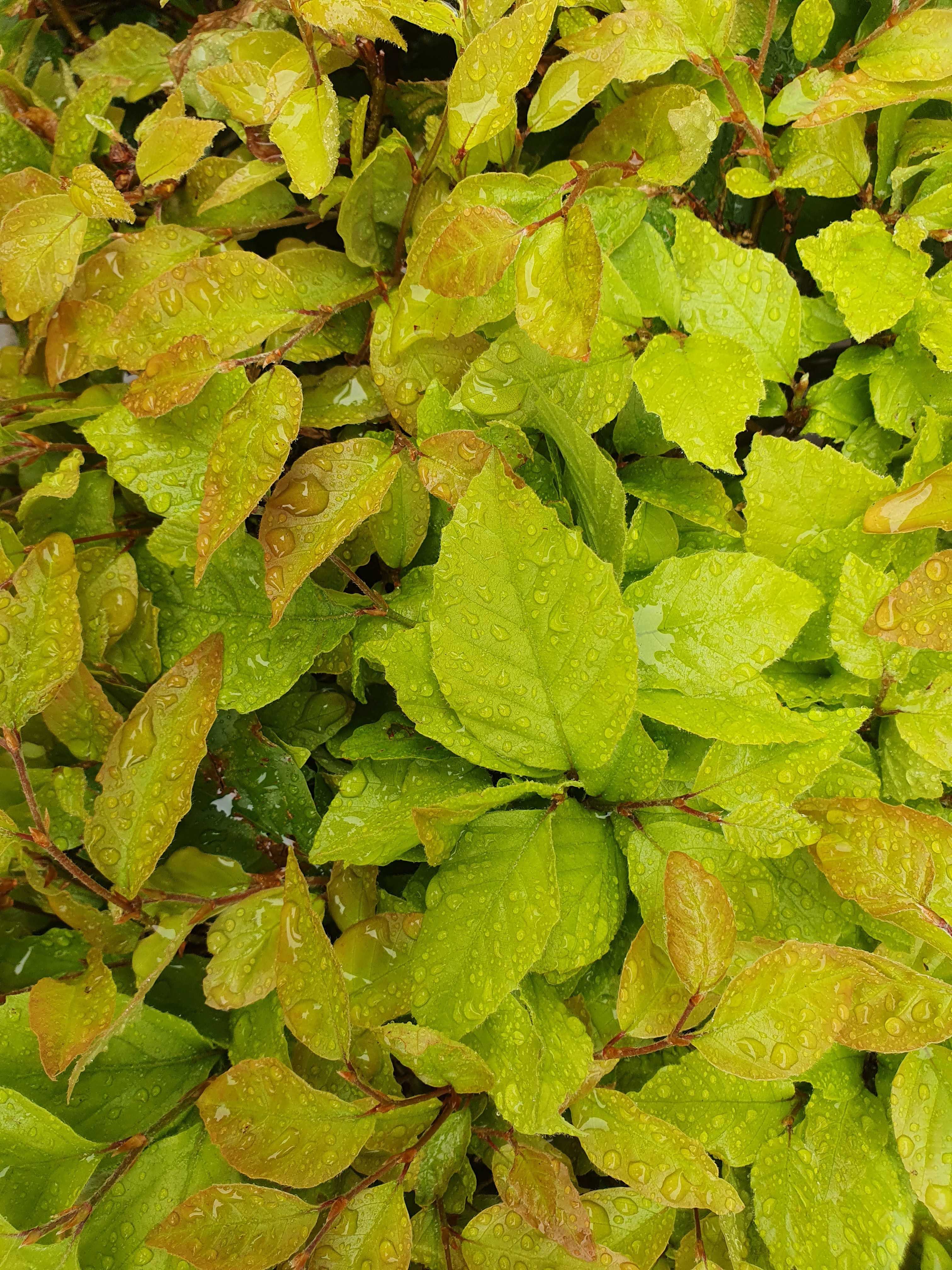 drops, wet, leaves, nature, bush Full HD