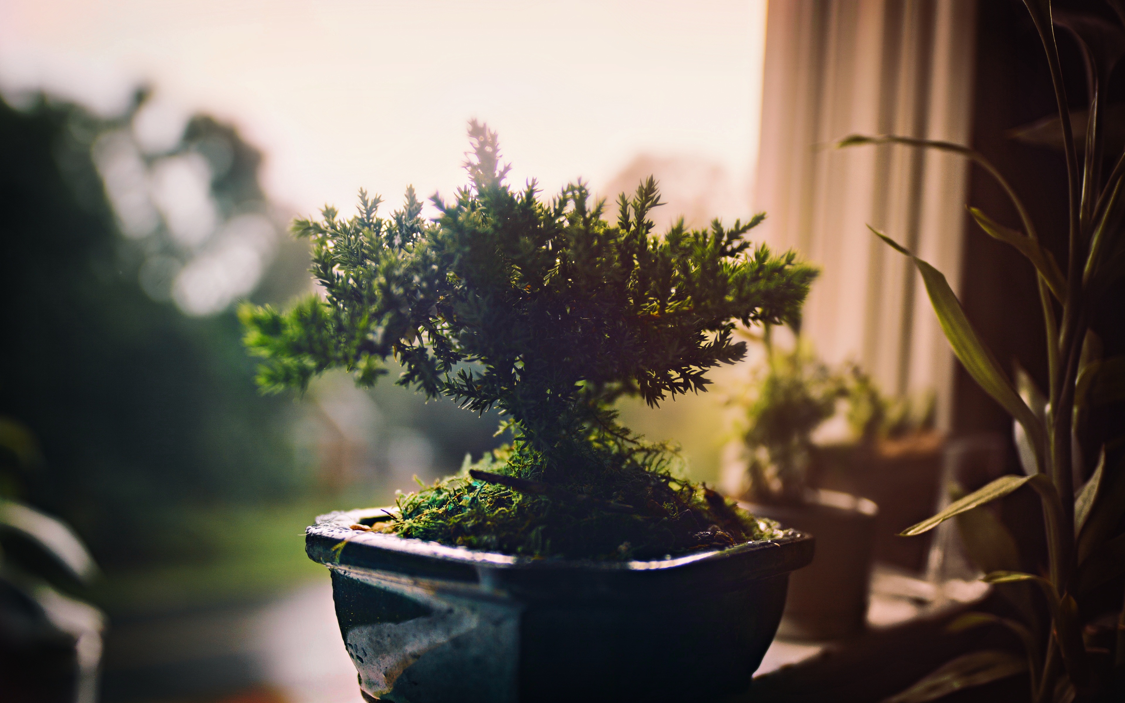 Дерево Bonsai 4k