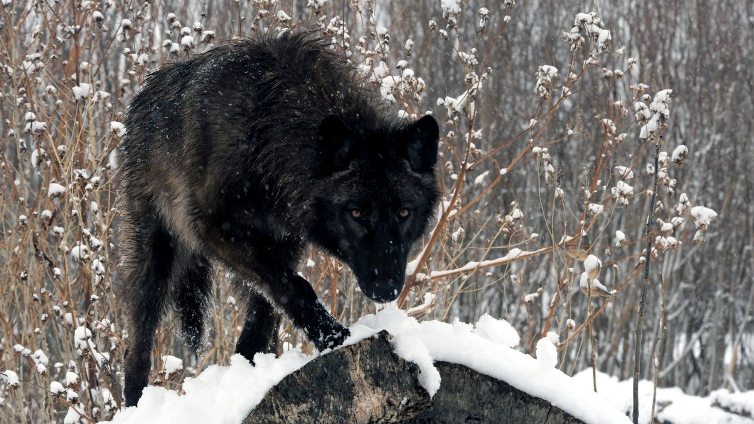 фото дикого черного волка